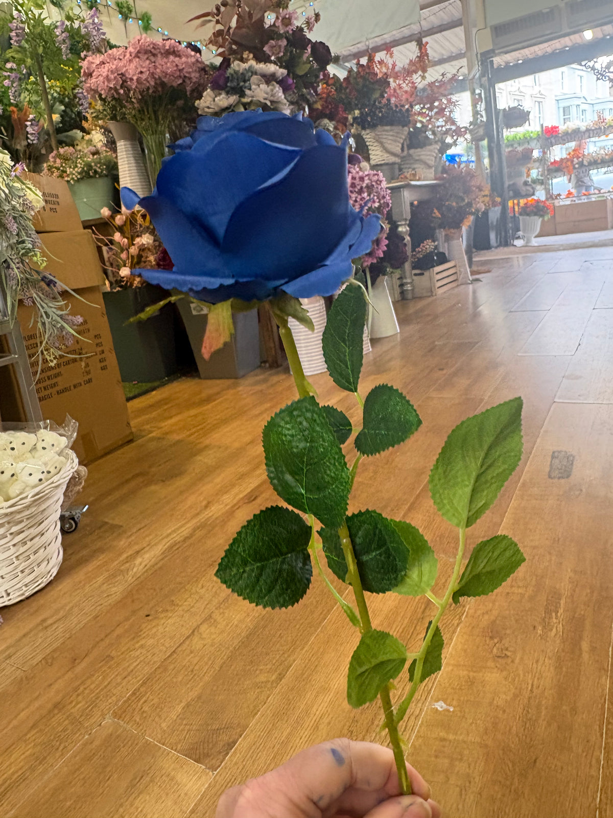 Single Royal blue harper rose