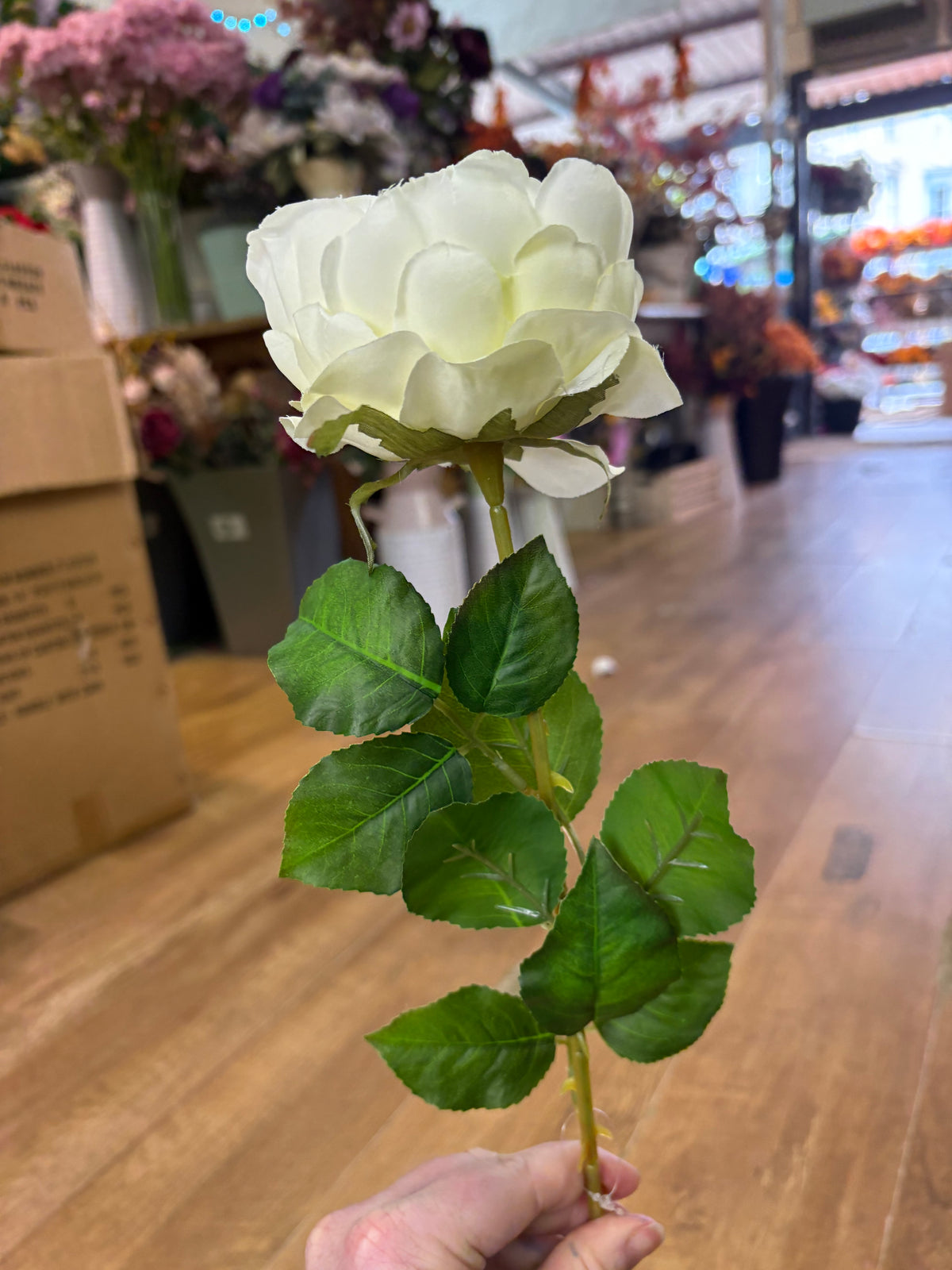 Long stem cream Lola peony