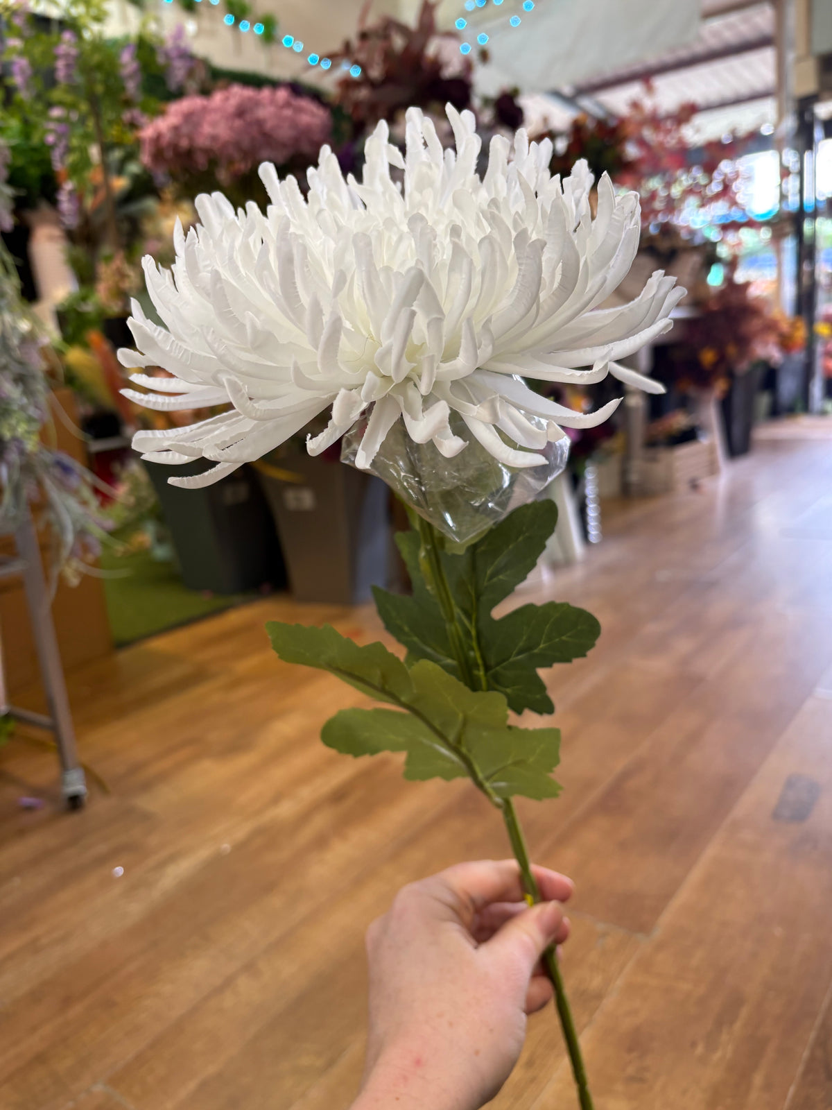 Long stem white Fuji mum
