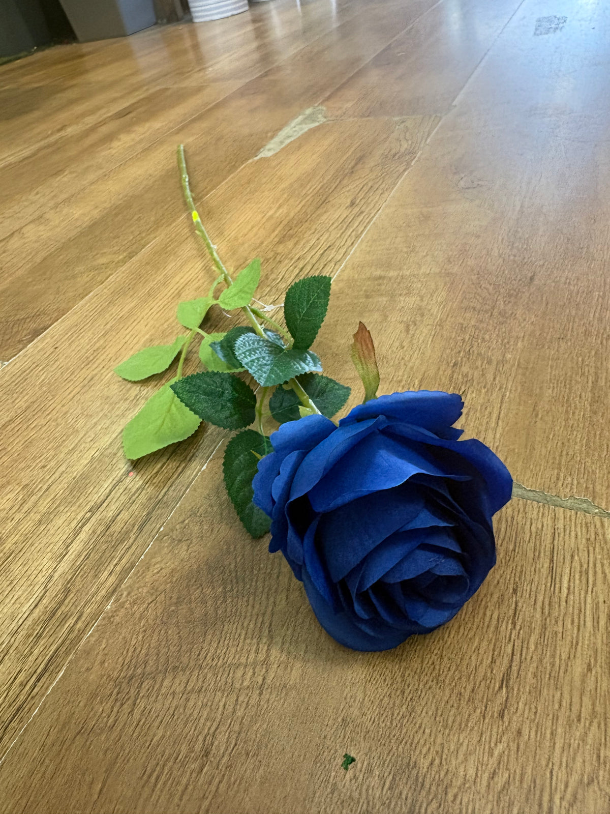 Single Royal blue harper rose