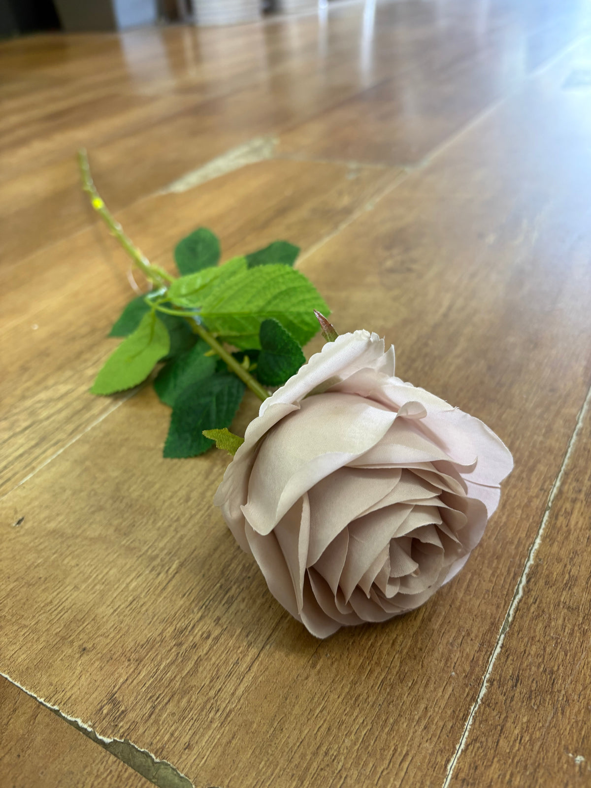 Single Nude harper rose