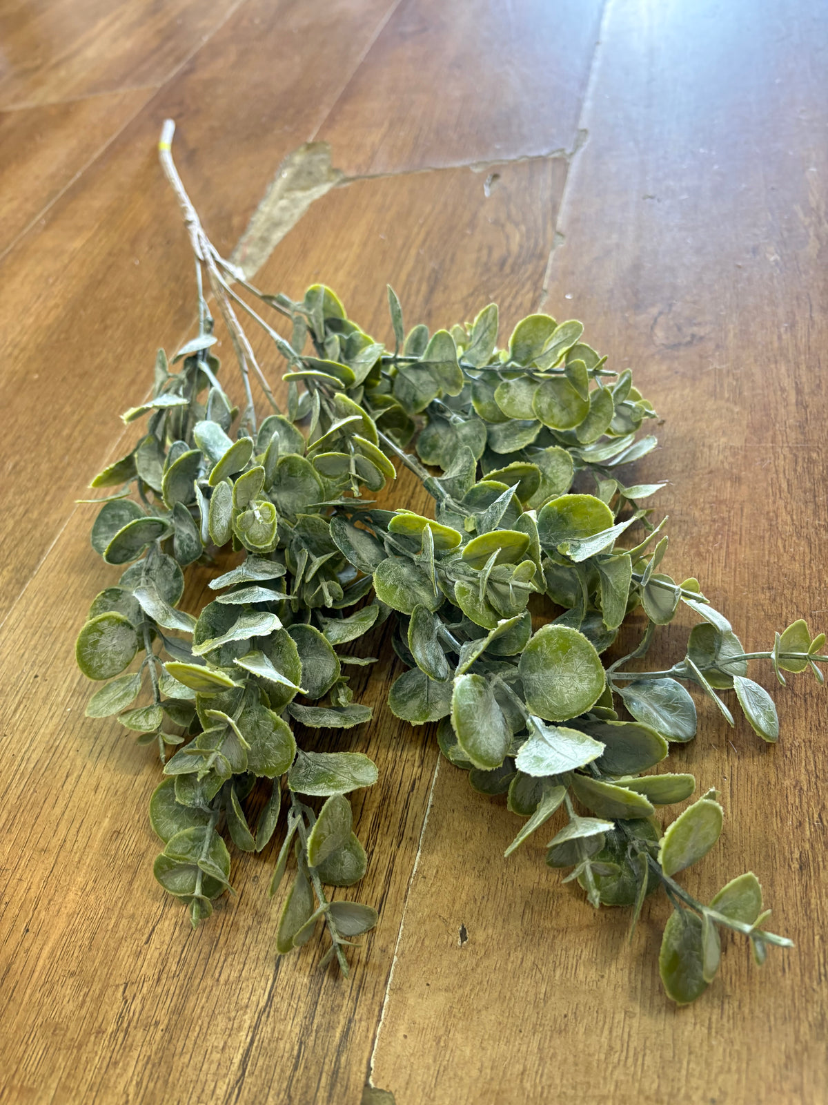 Long stem gumdrop eucalyptus