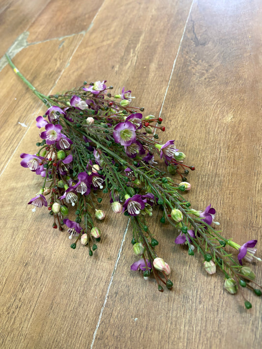 Purple wax flower Chamelaucium spray