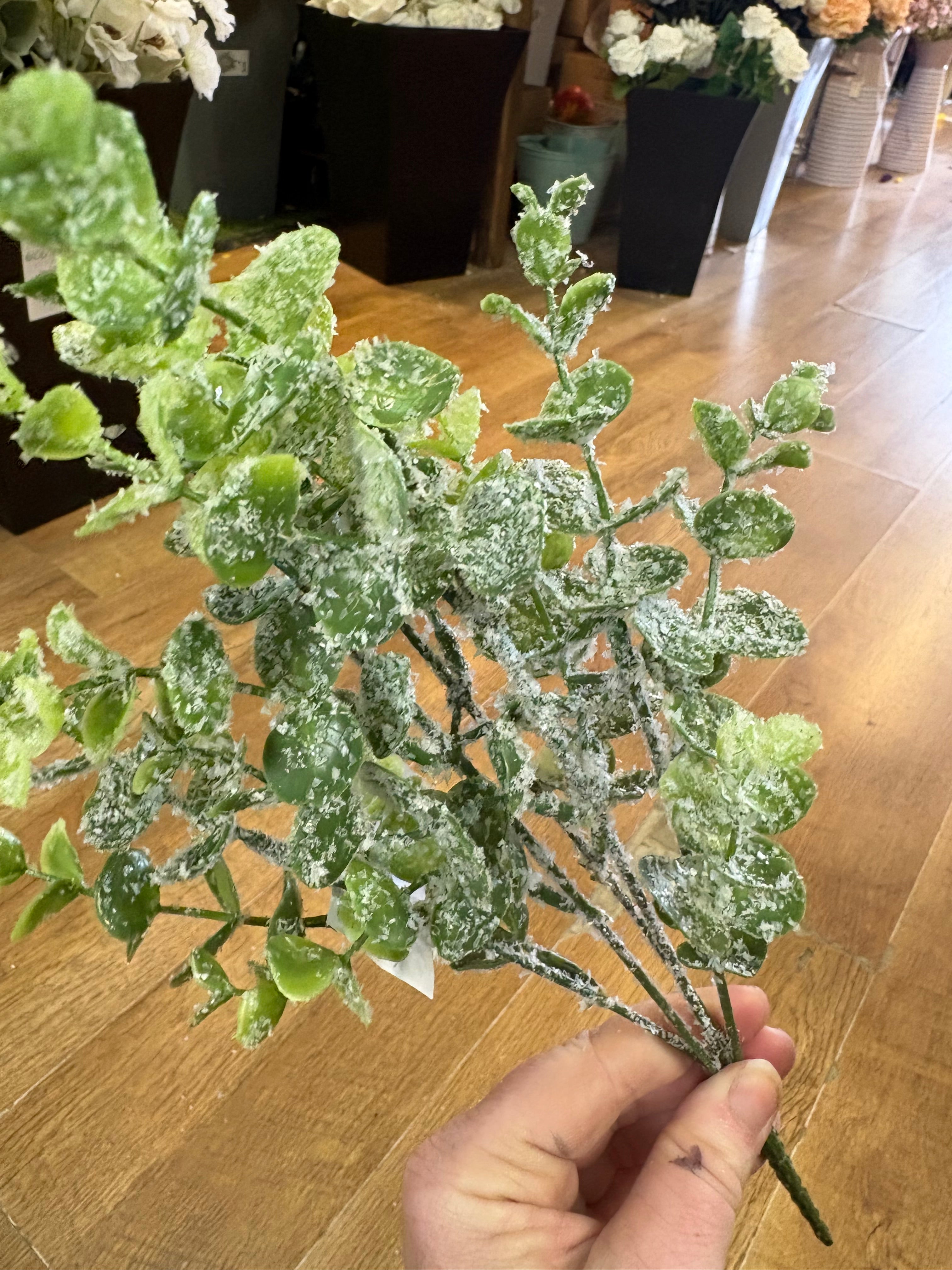 Frosted eucalyptus bunch