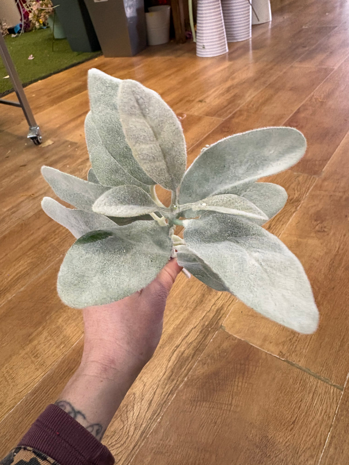 Green lambs ear pick