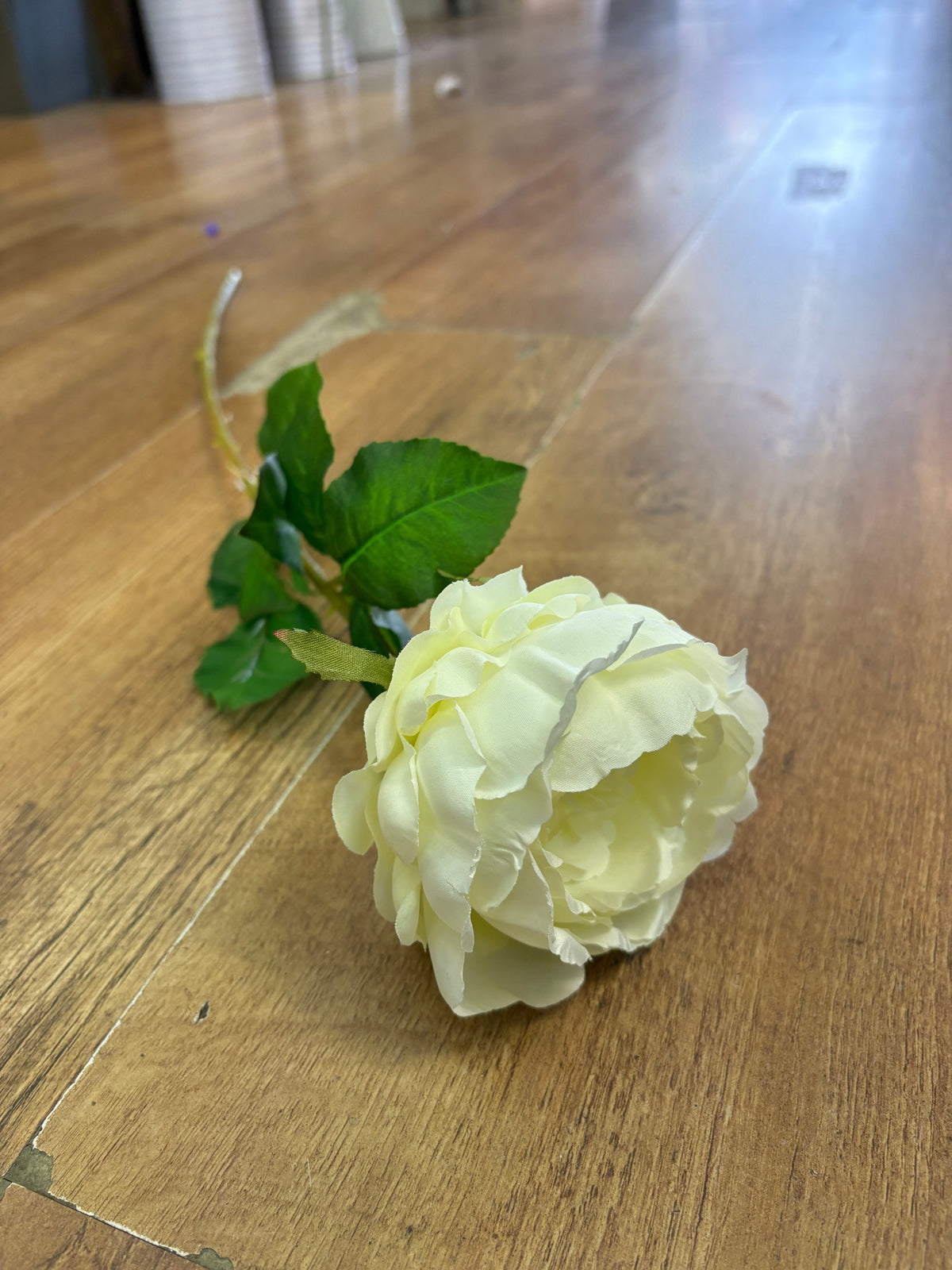 Long stem cream Lola peony