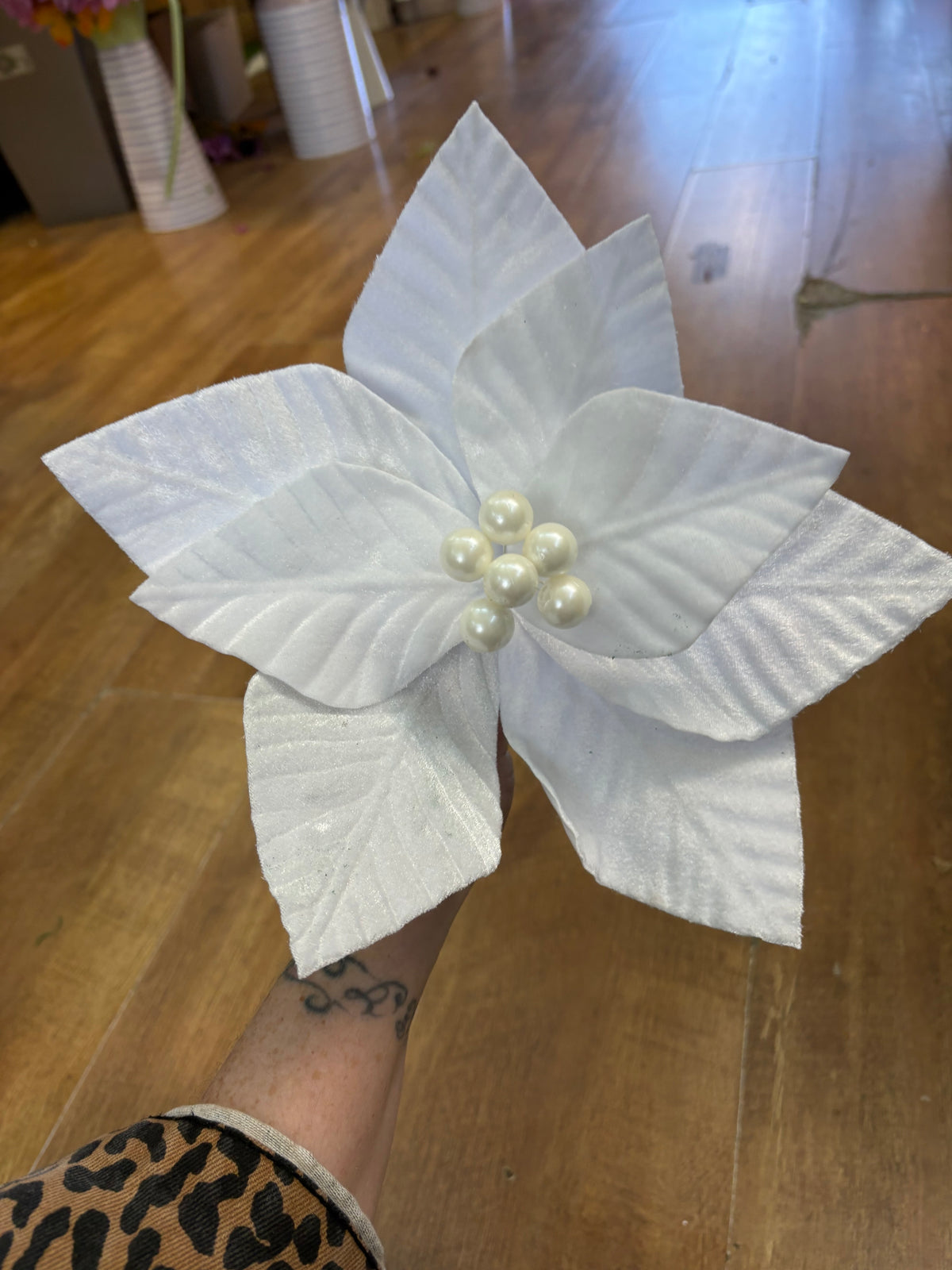 Short stem white velvet poinsettia