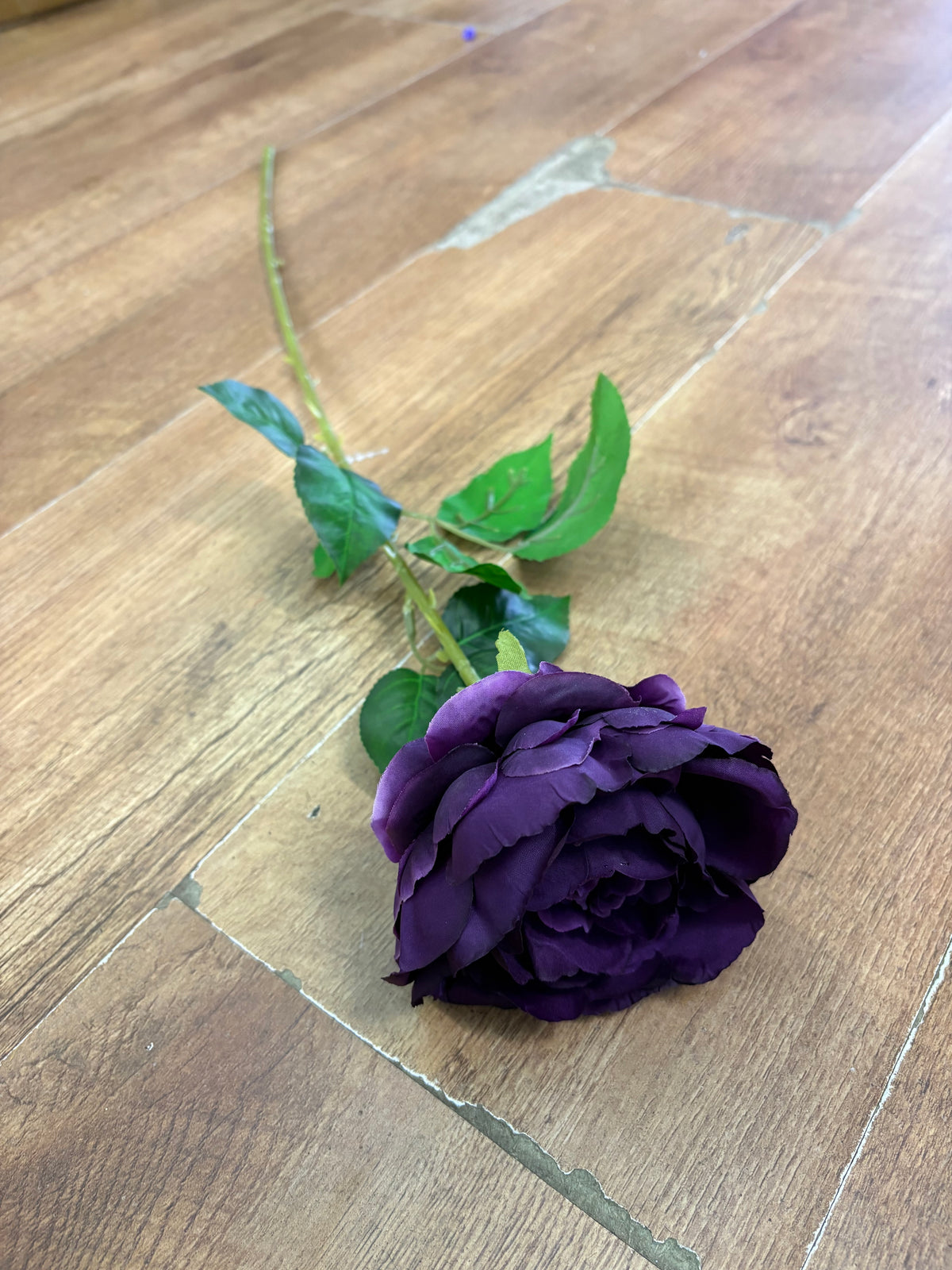 Long stem purple Lola peony