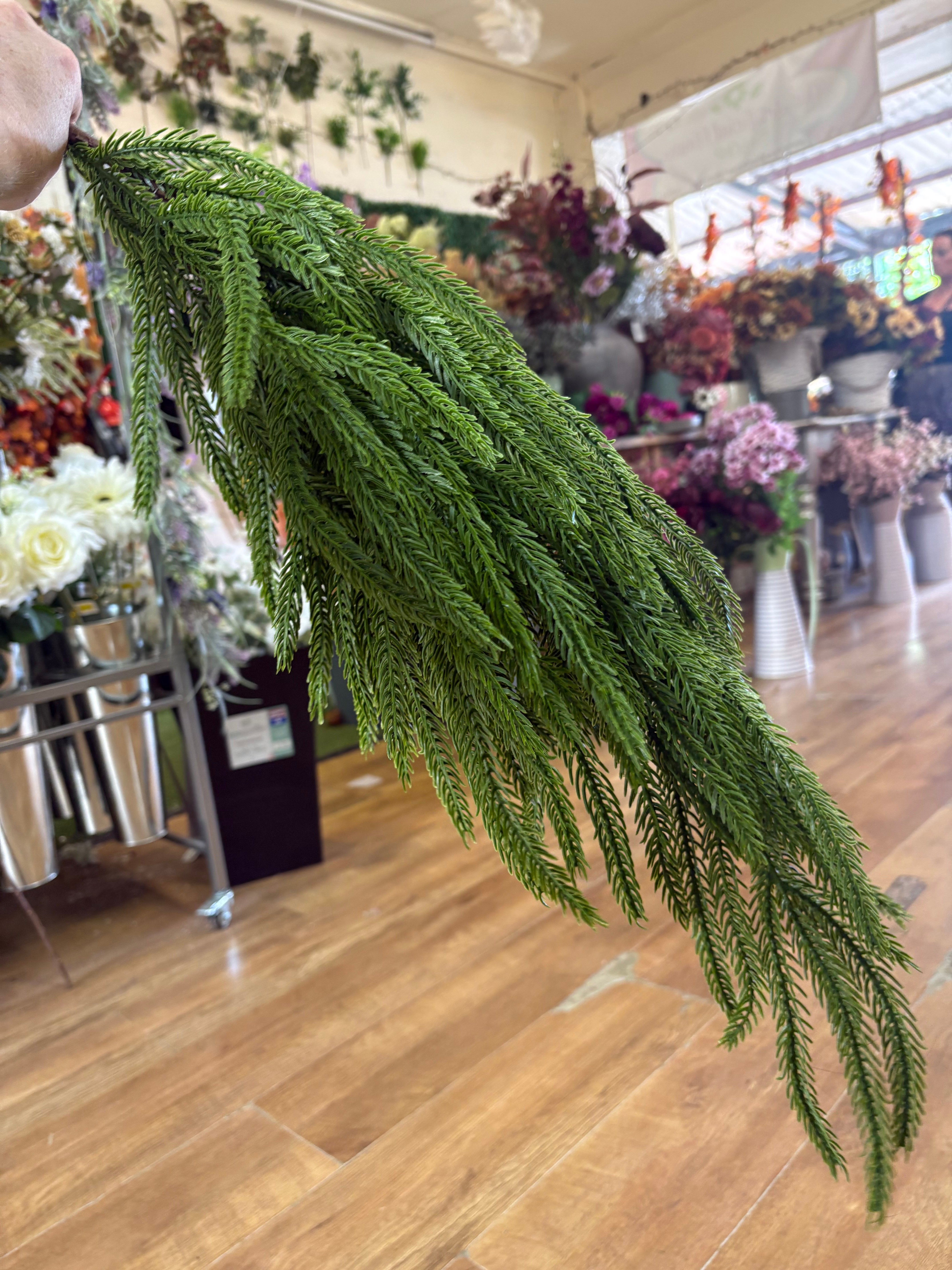 Large weeping Norfolk pine spray