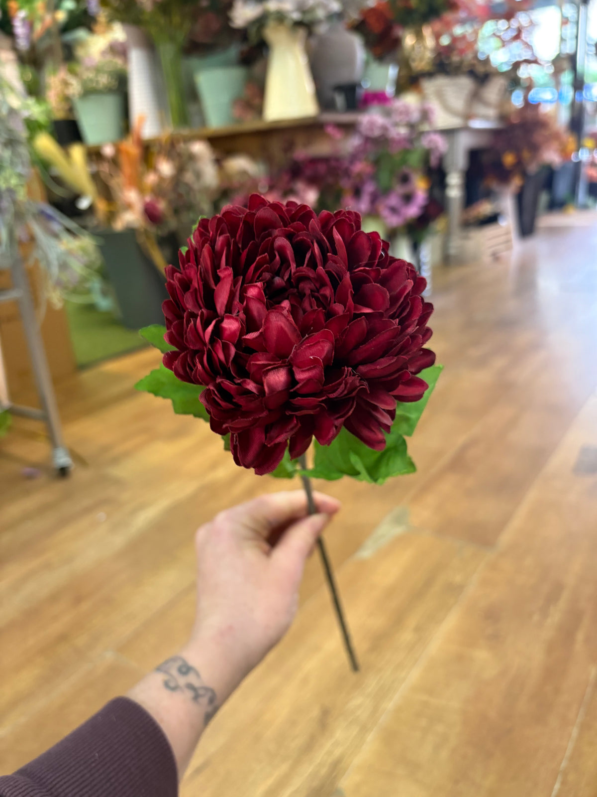 Long stem deep red chrysanthemum