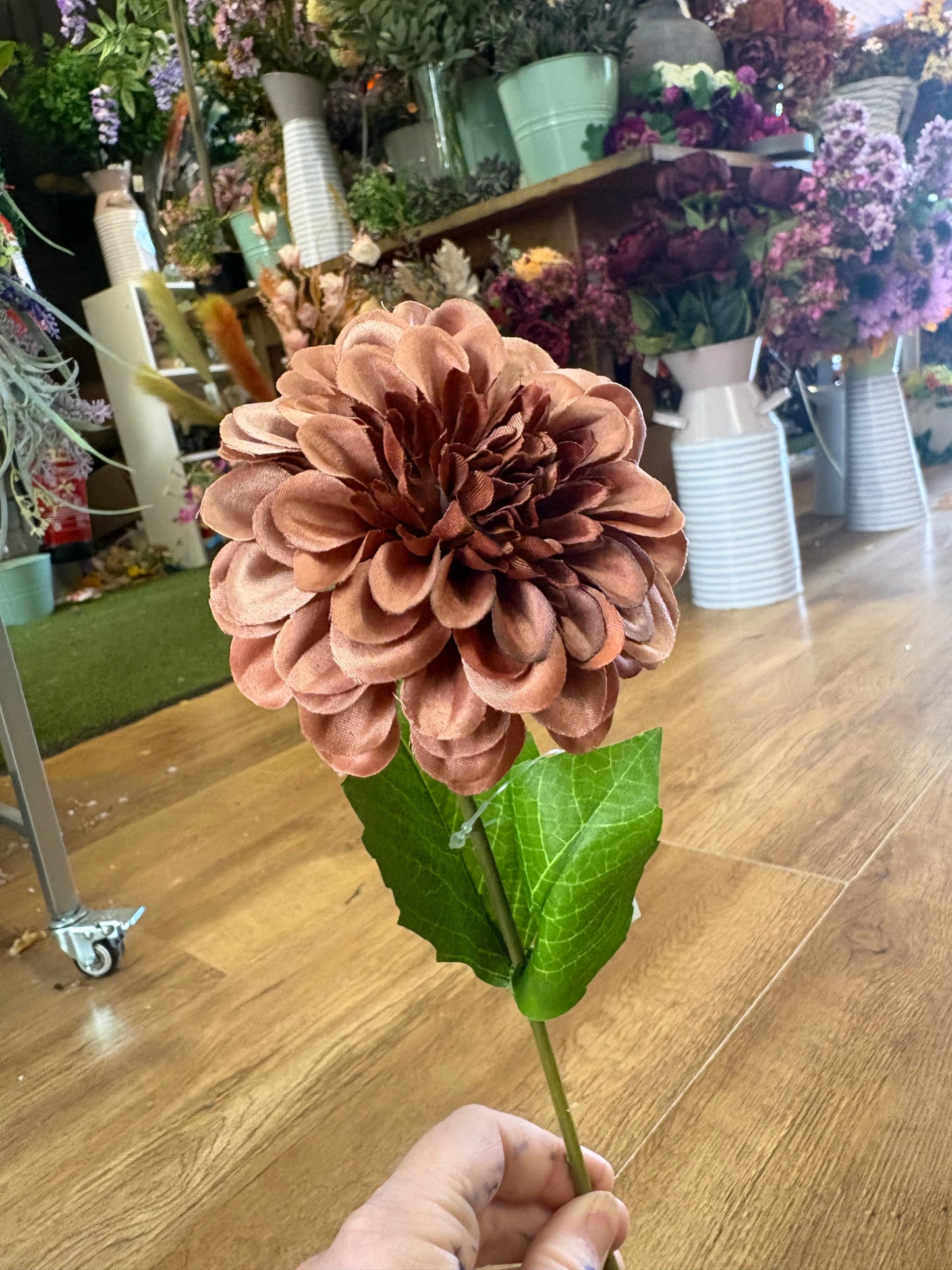 Medium length autumnal single dahlia