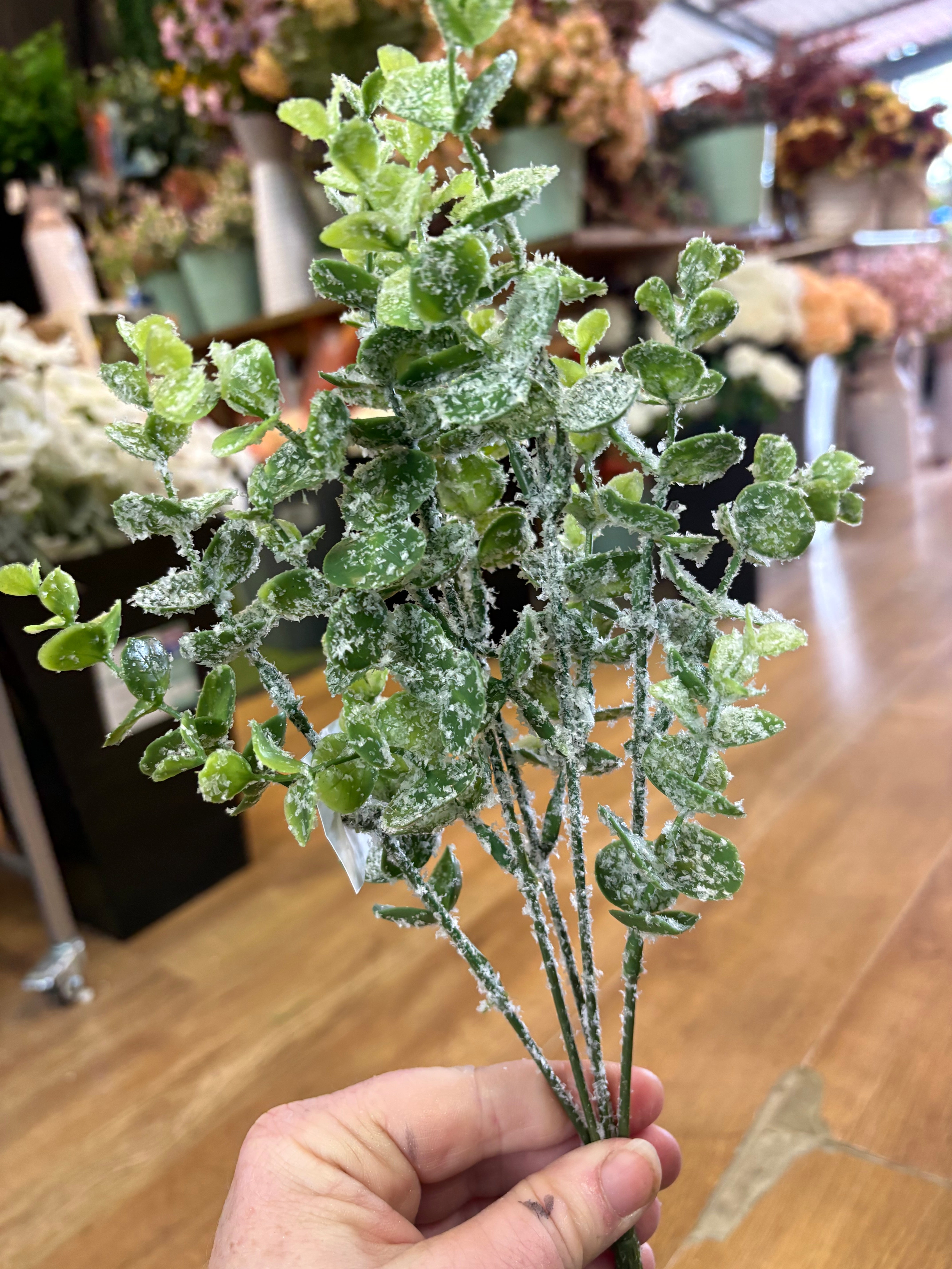 Frosted eucalyptus bunch