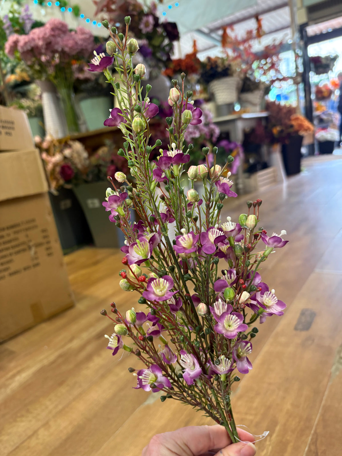 Purple wax flower Chamelaucium spray
