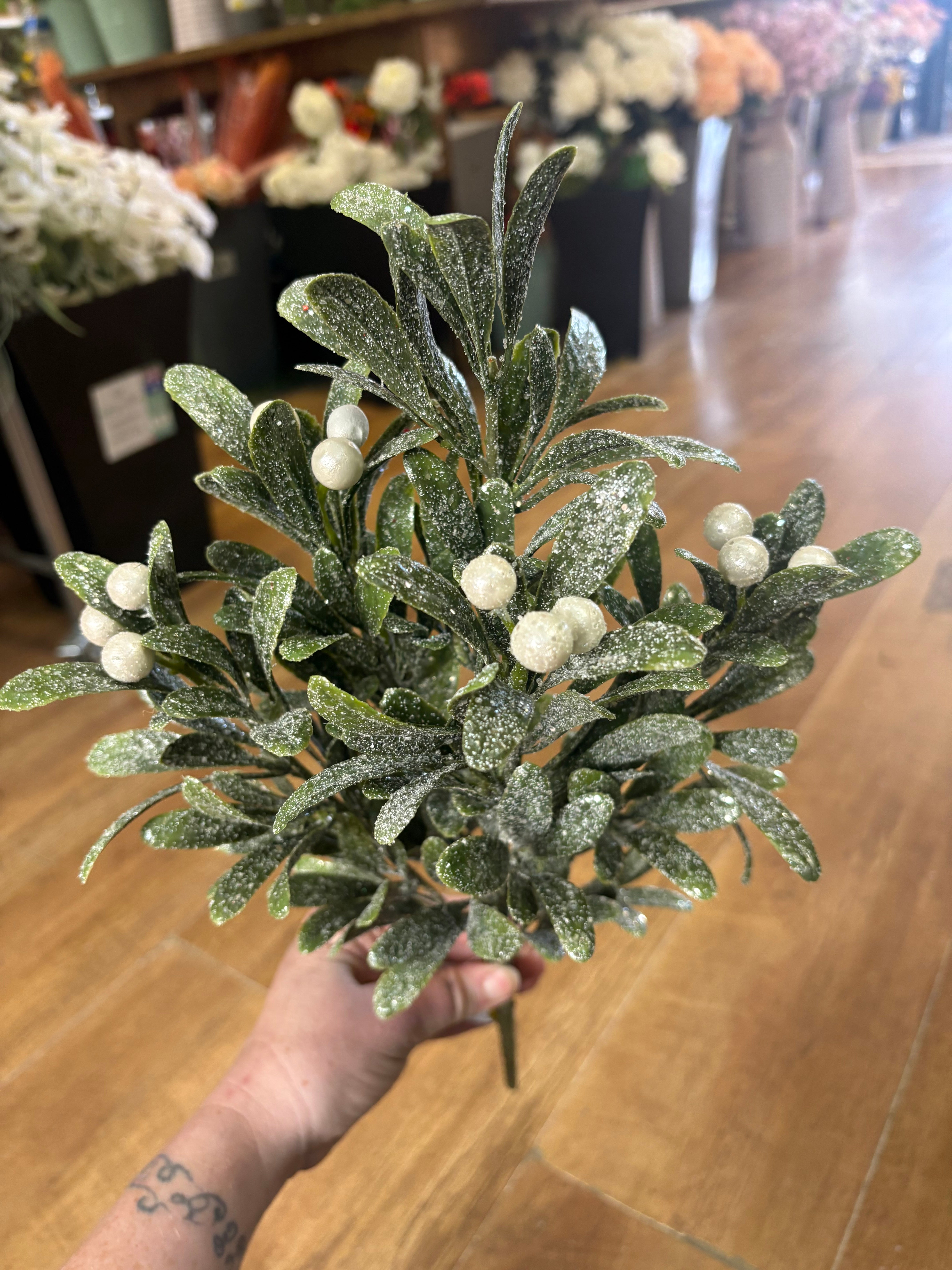 Large bunch of frosted pearly mistletoe