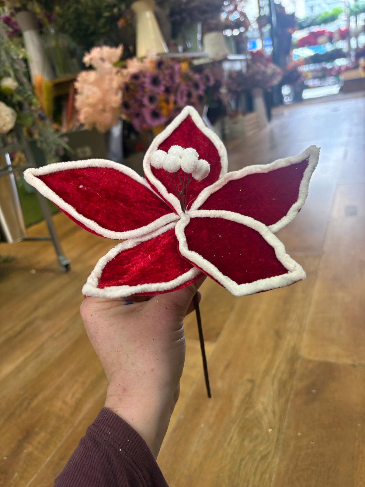Shote red and white velvet poinsettia