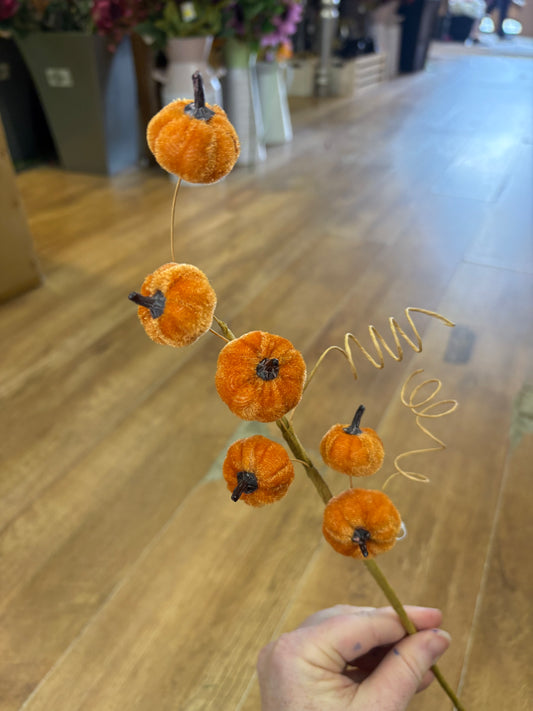 Sunset orange miniature velvet pumpkin stem