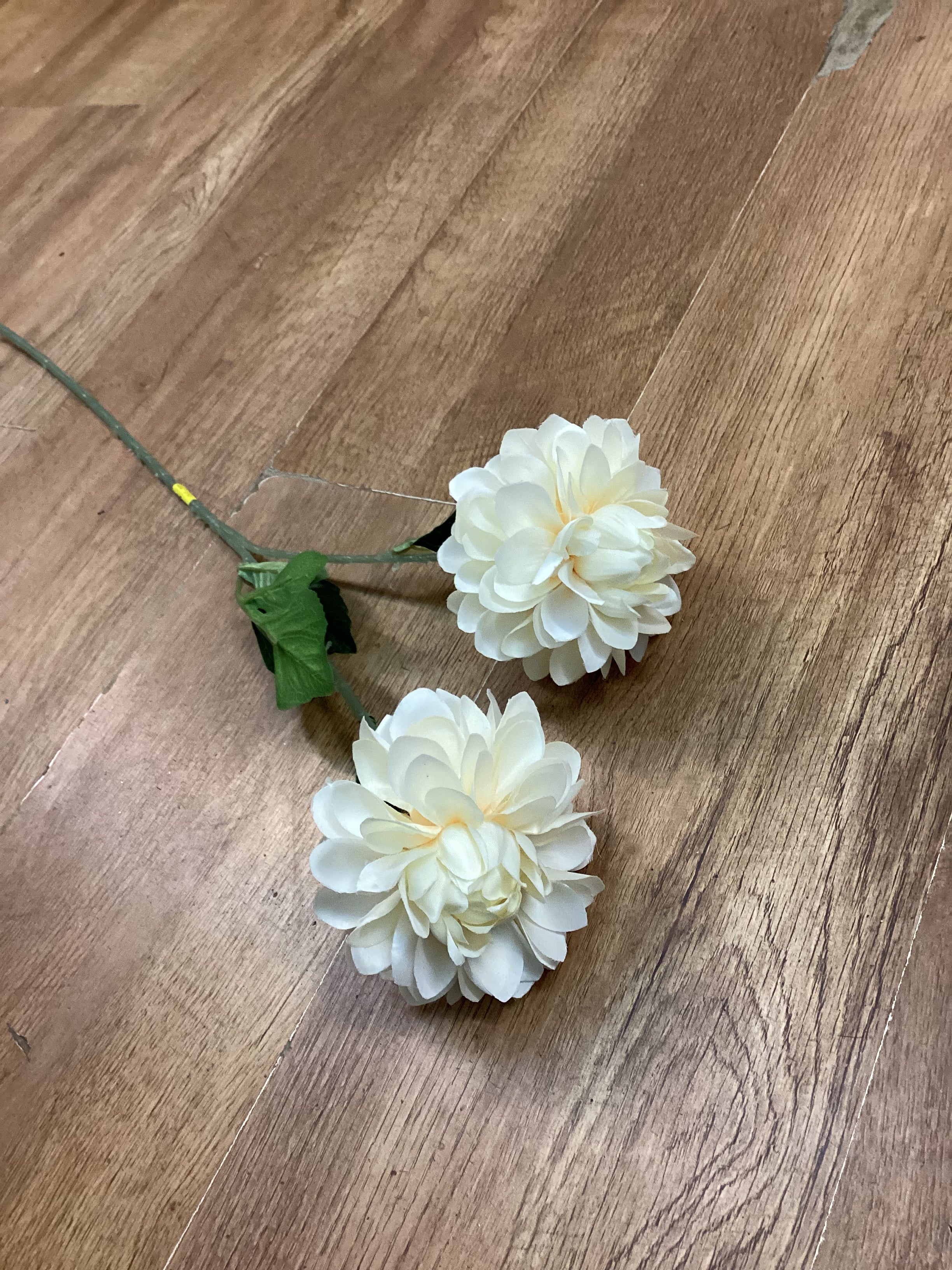 Long stem palest lemon two headed dahlia spray