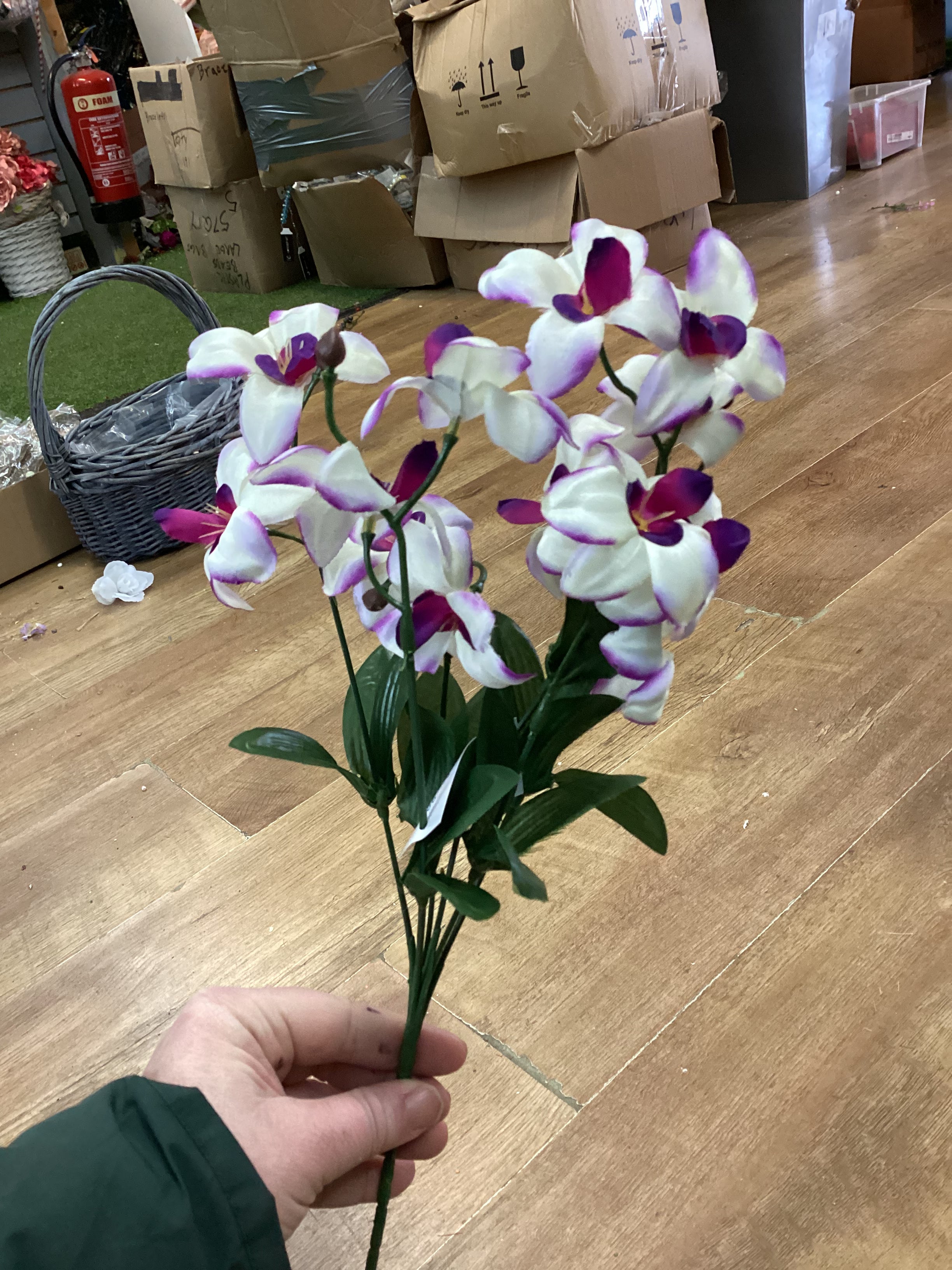 Dover orchid bush - 4 colours available