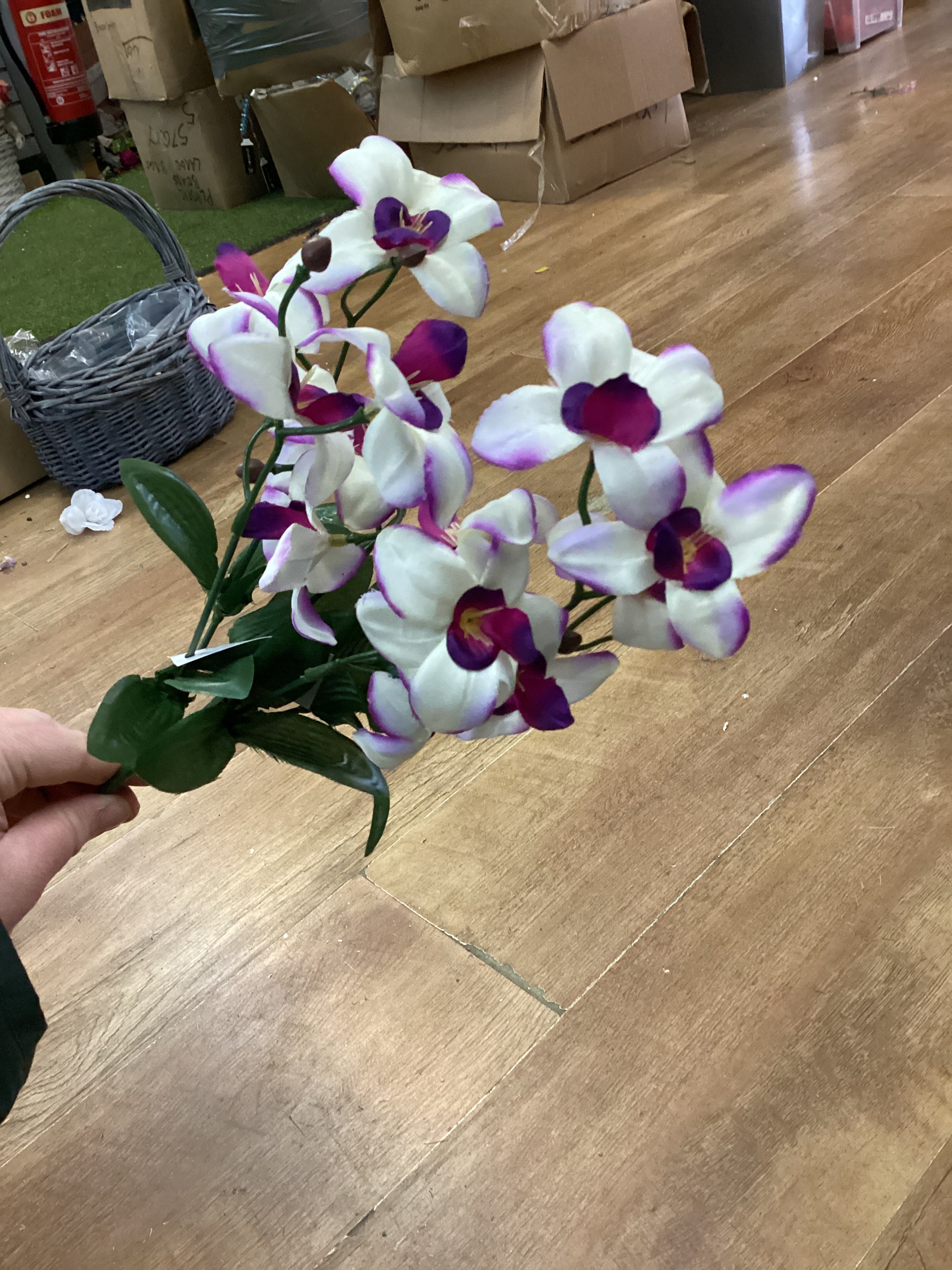 Dover orchid bush - 4 colours available