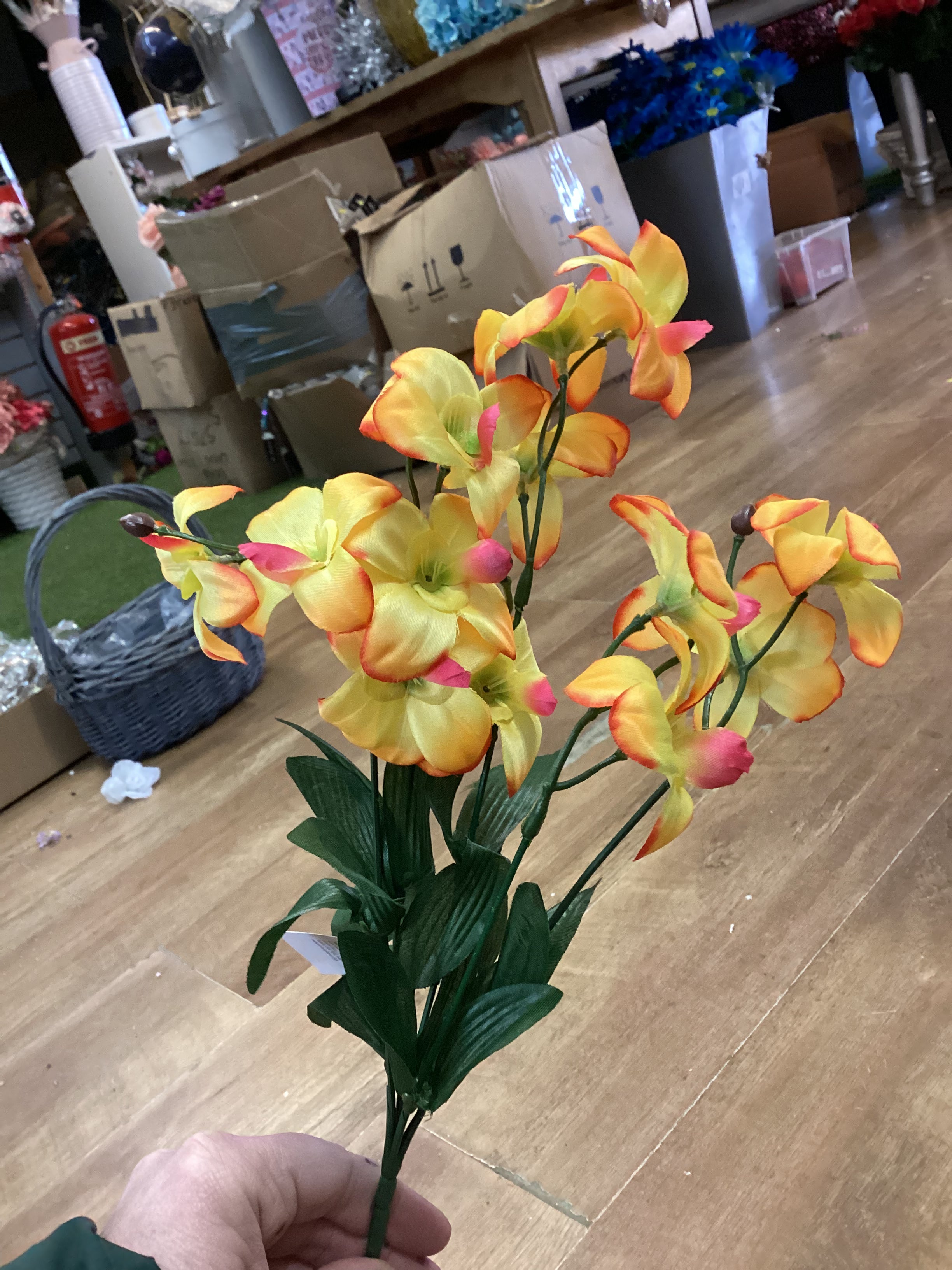 Dover orchid bush - 4 colours available
