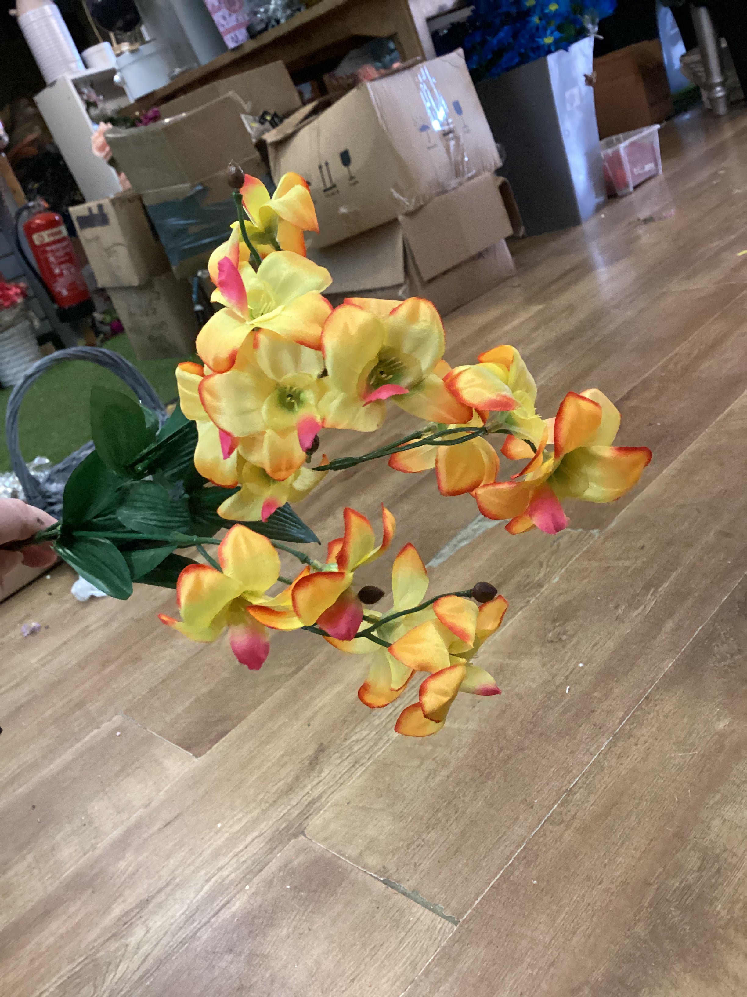 Dover orchid bush - 4 colours available