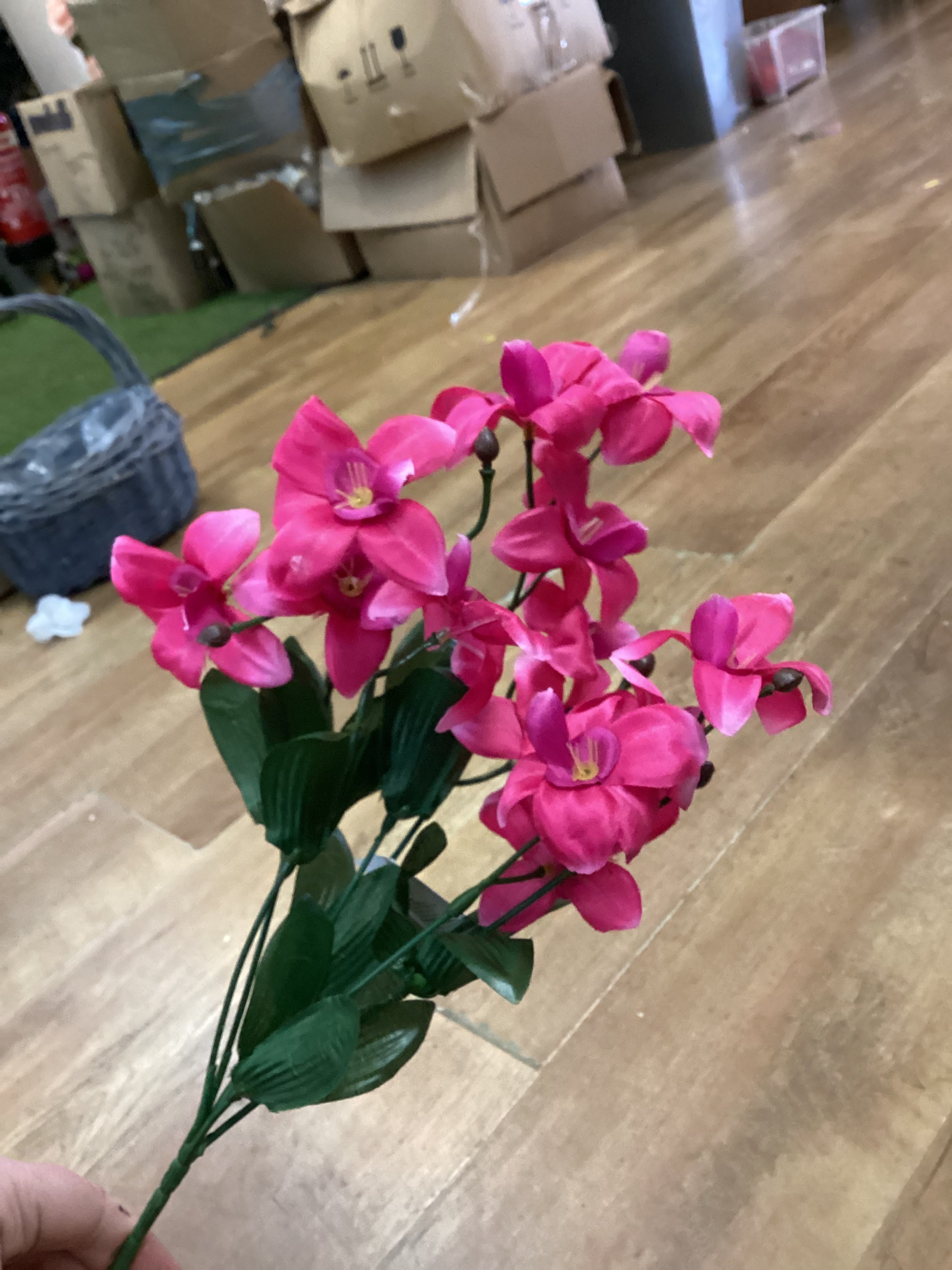 Dover orchid bush - 4 colours available