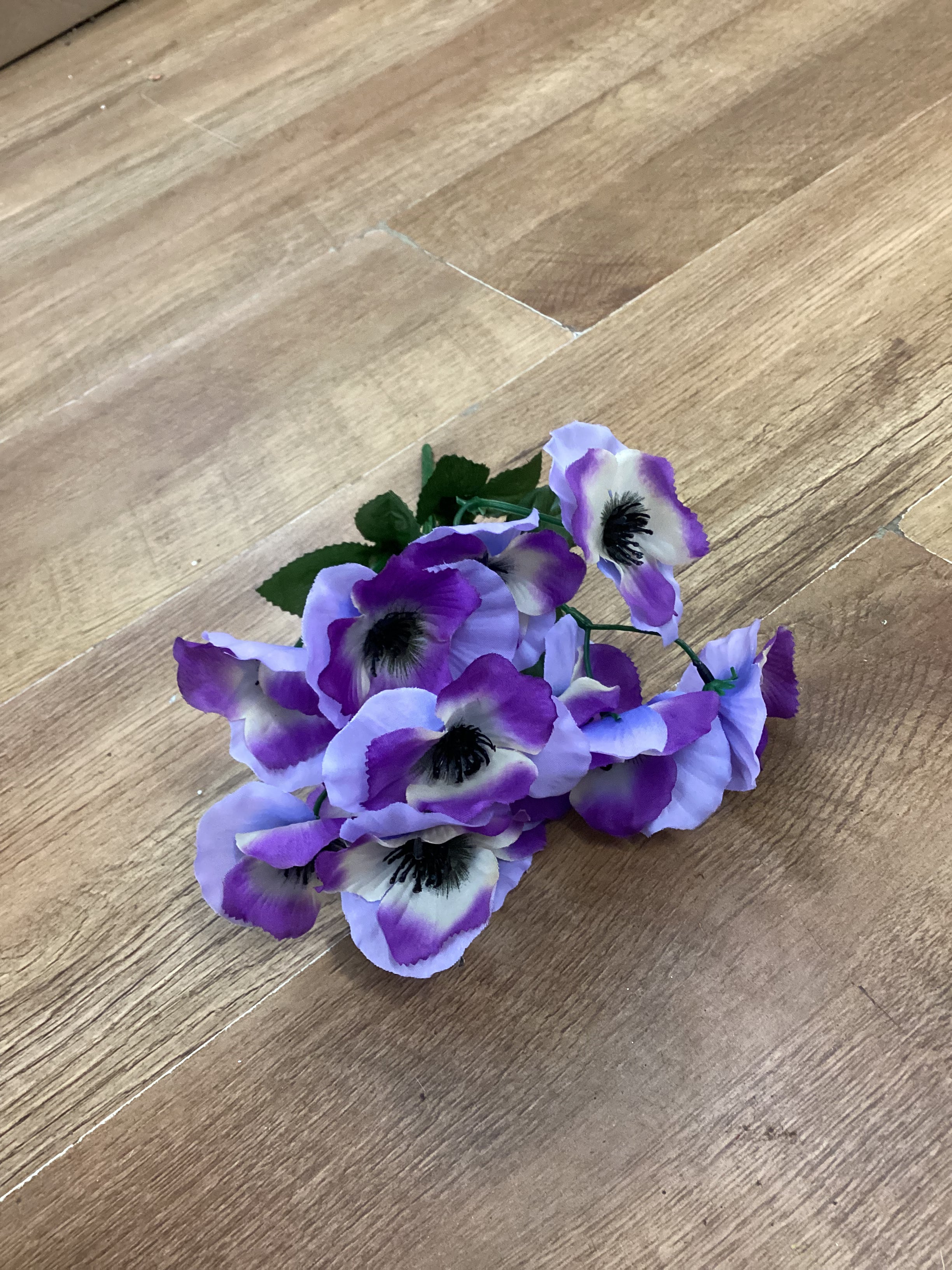 Pansy bush - 6 colours available
