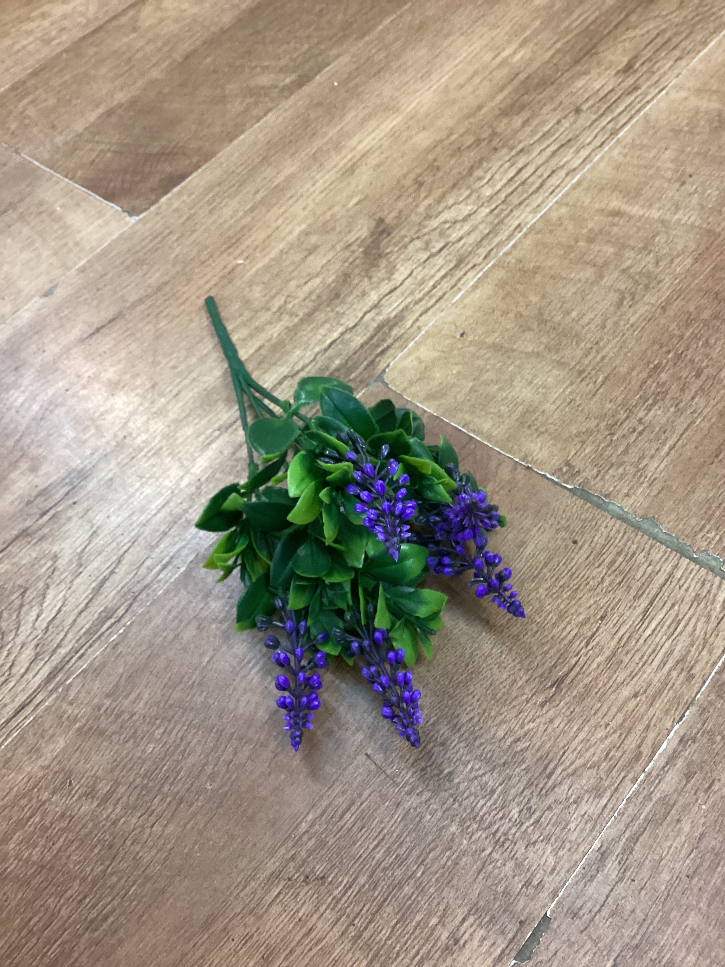 Grape hyacinth - 6 colours available