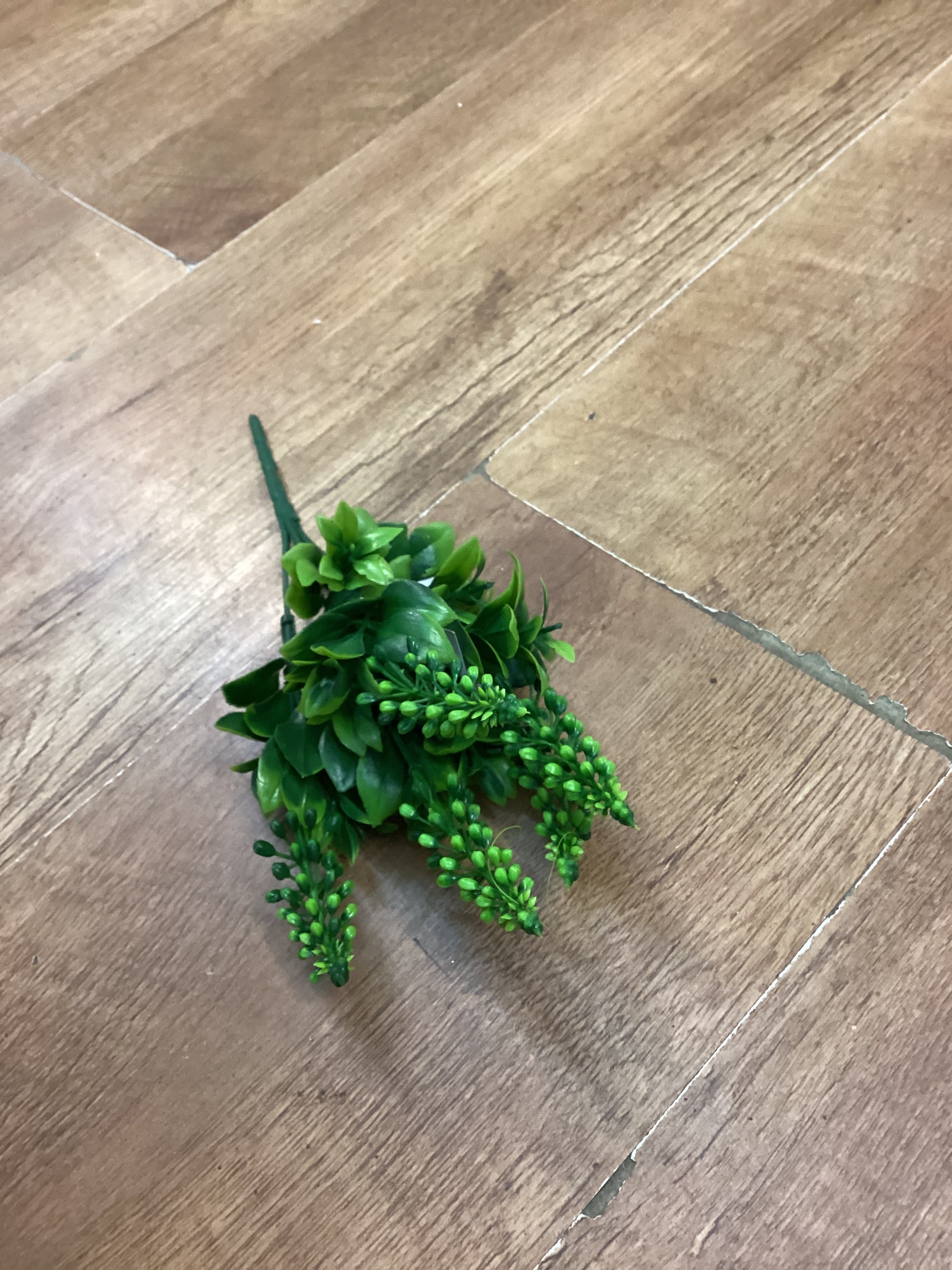 Grape hyacinth - 6 colours available