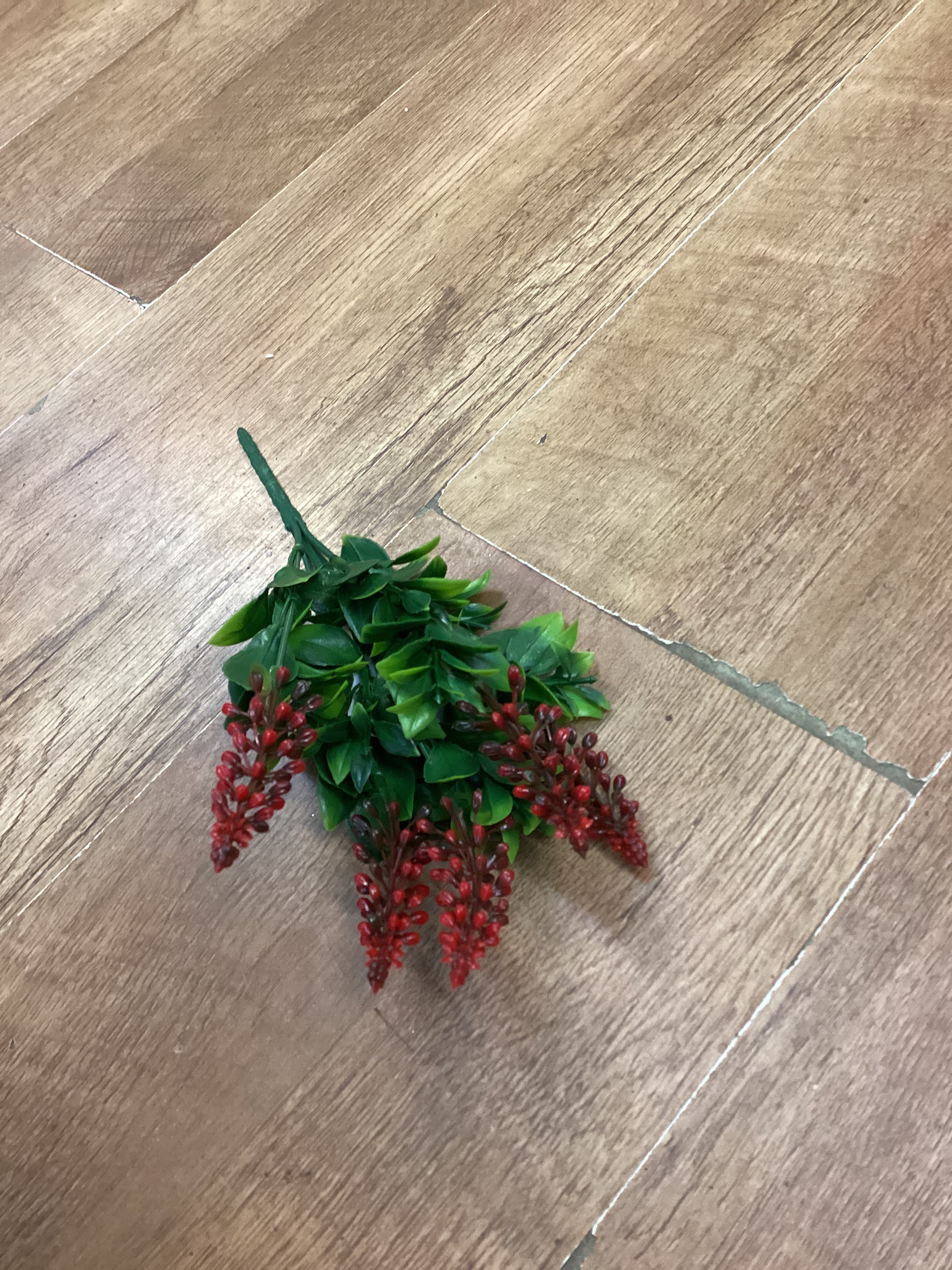Grape hyacinth - 6 colours available