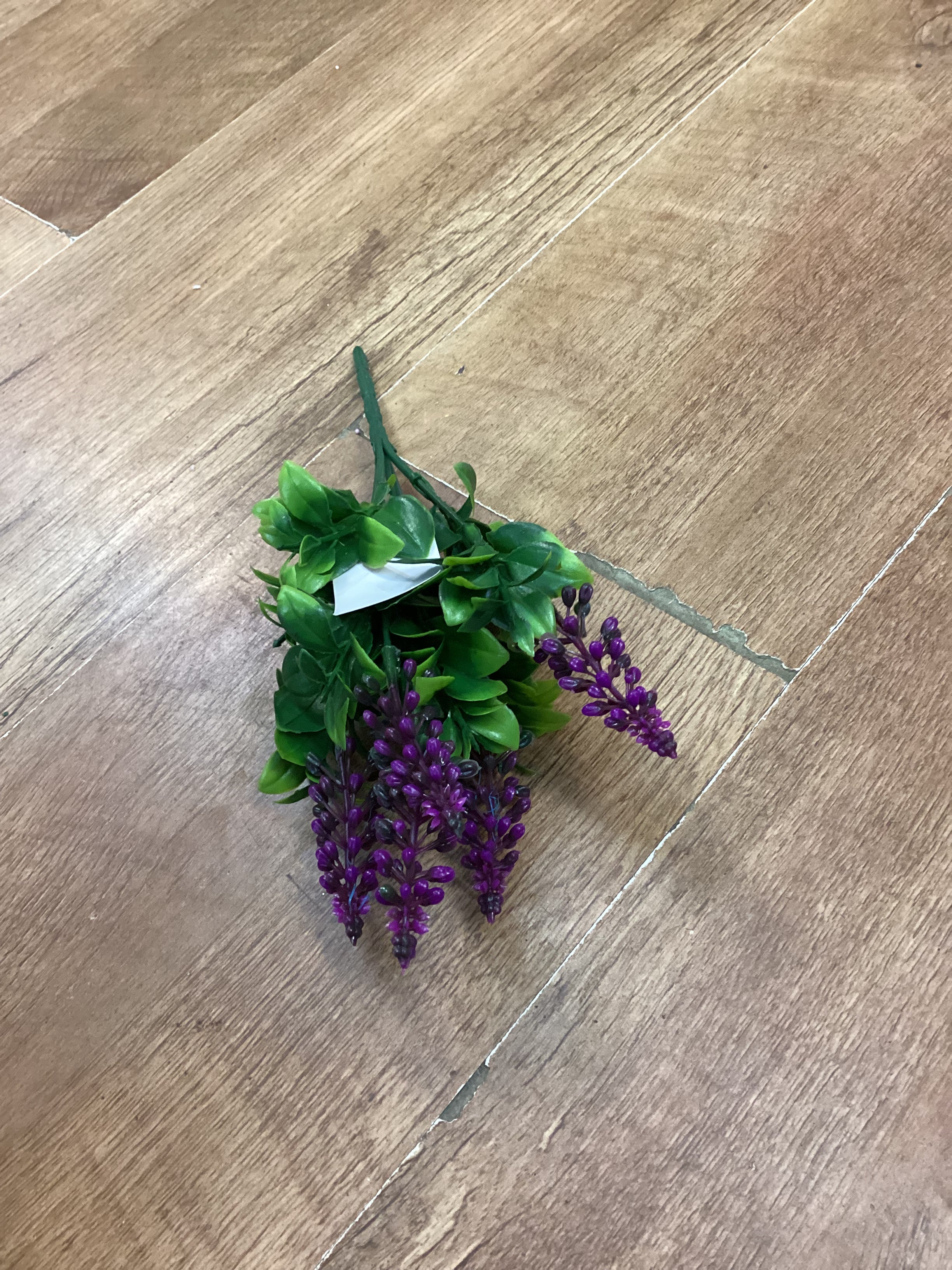 Grape hyacinth - 6 colours available