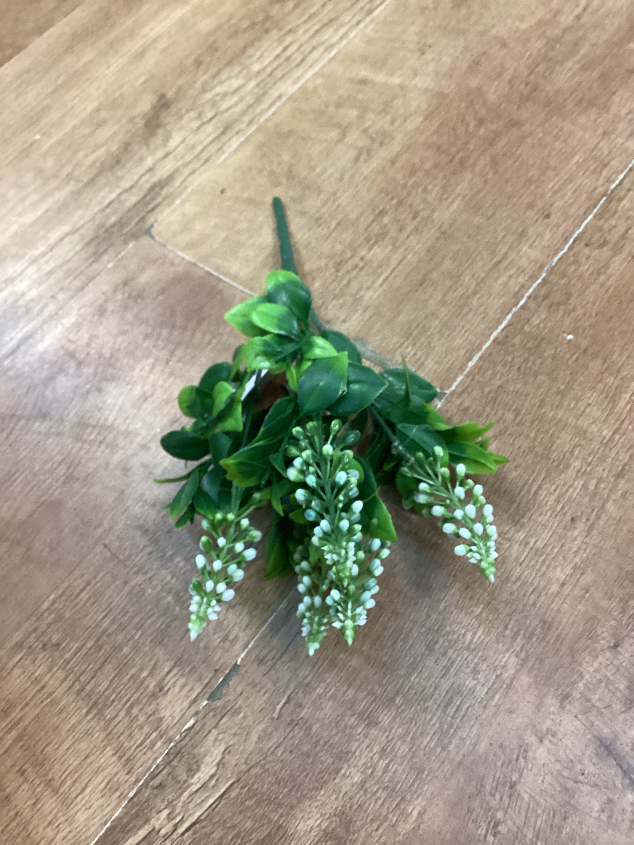 Grape hyacinth - 6 colours available