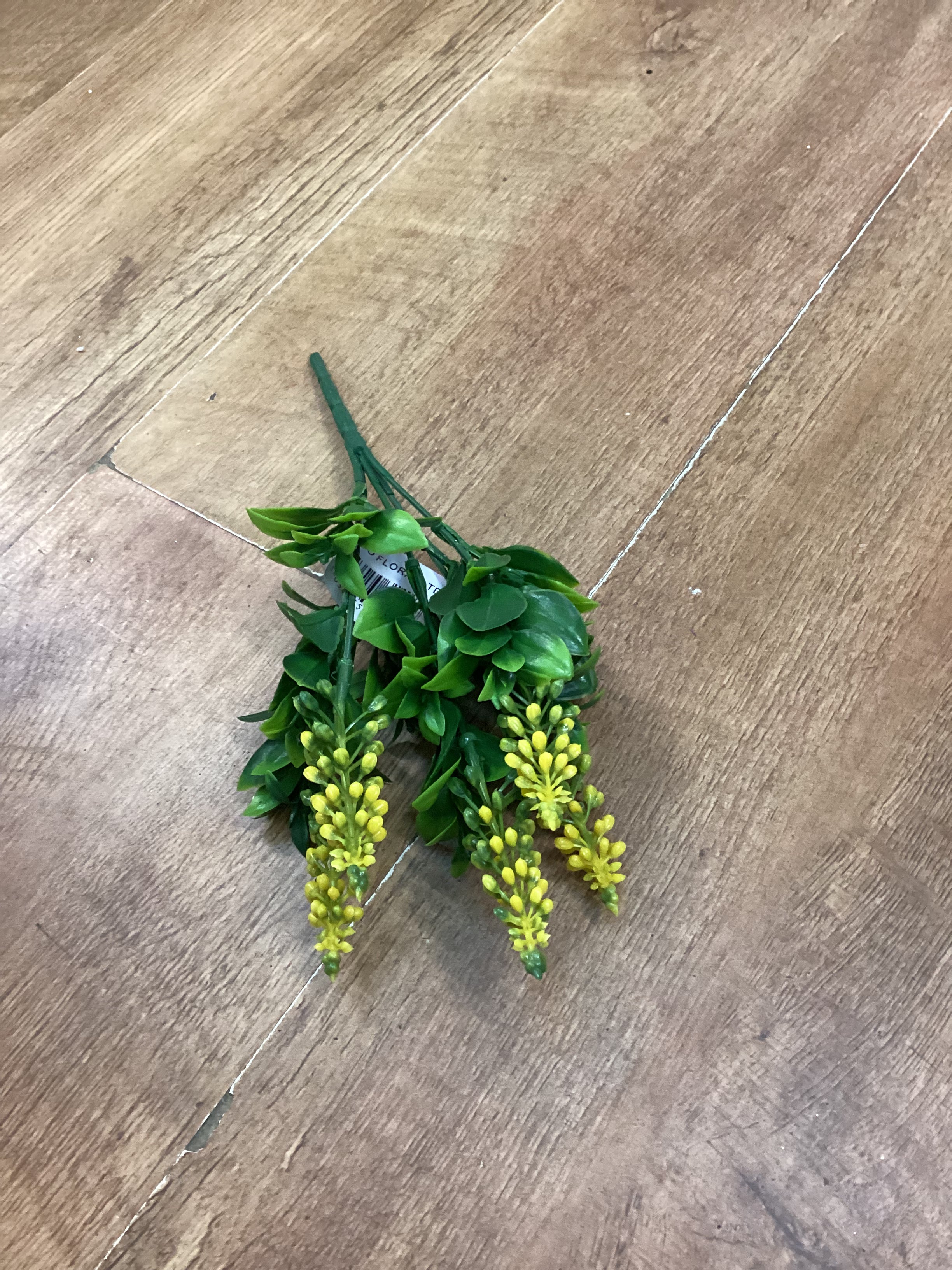 Grape hyacinth - 6 colours available