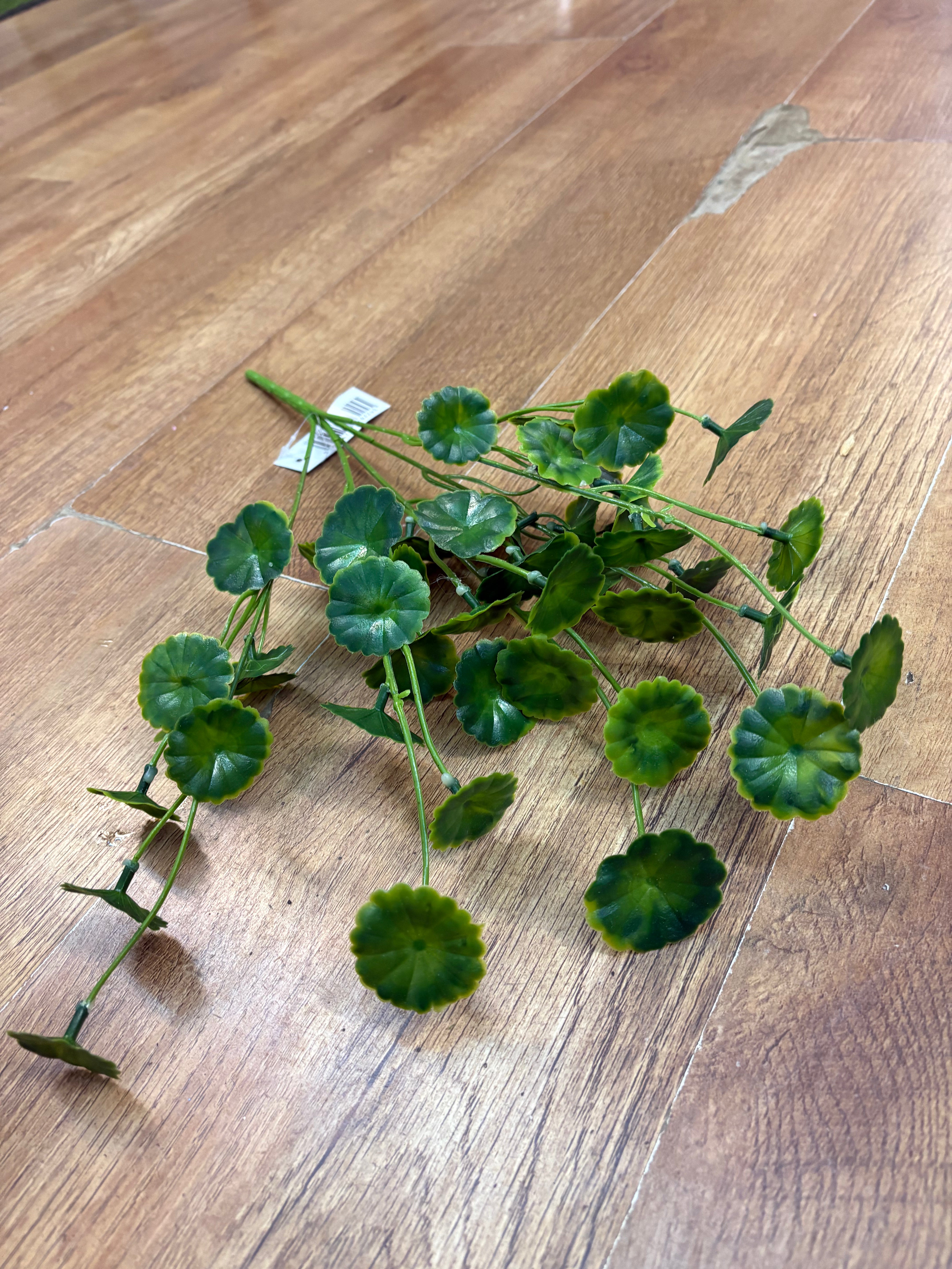 Money leaf bunch