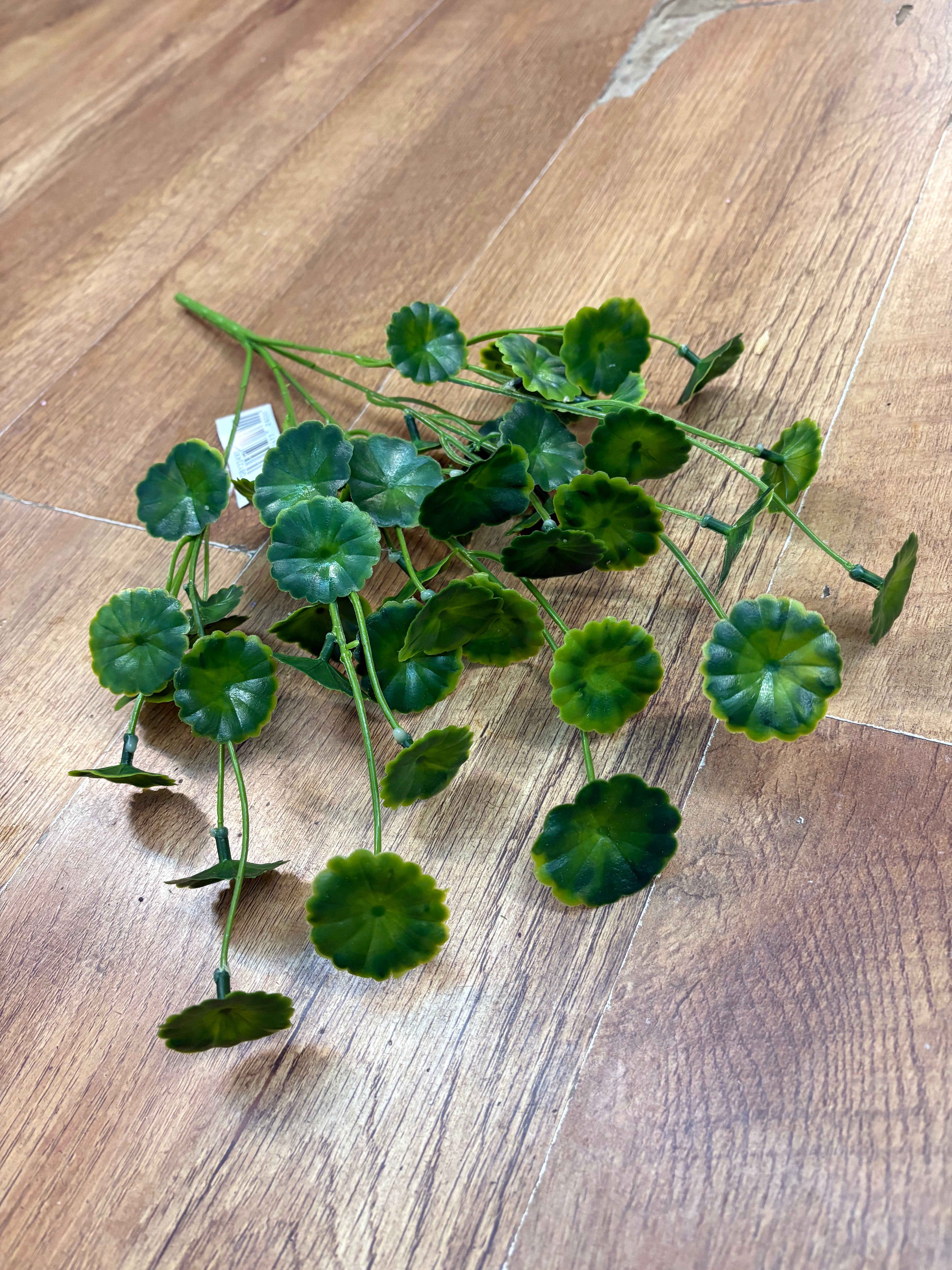 Money leaf bunch