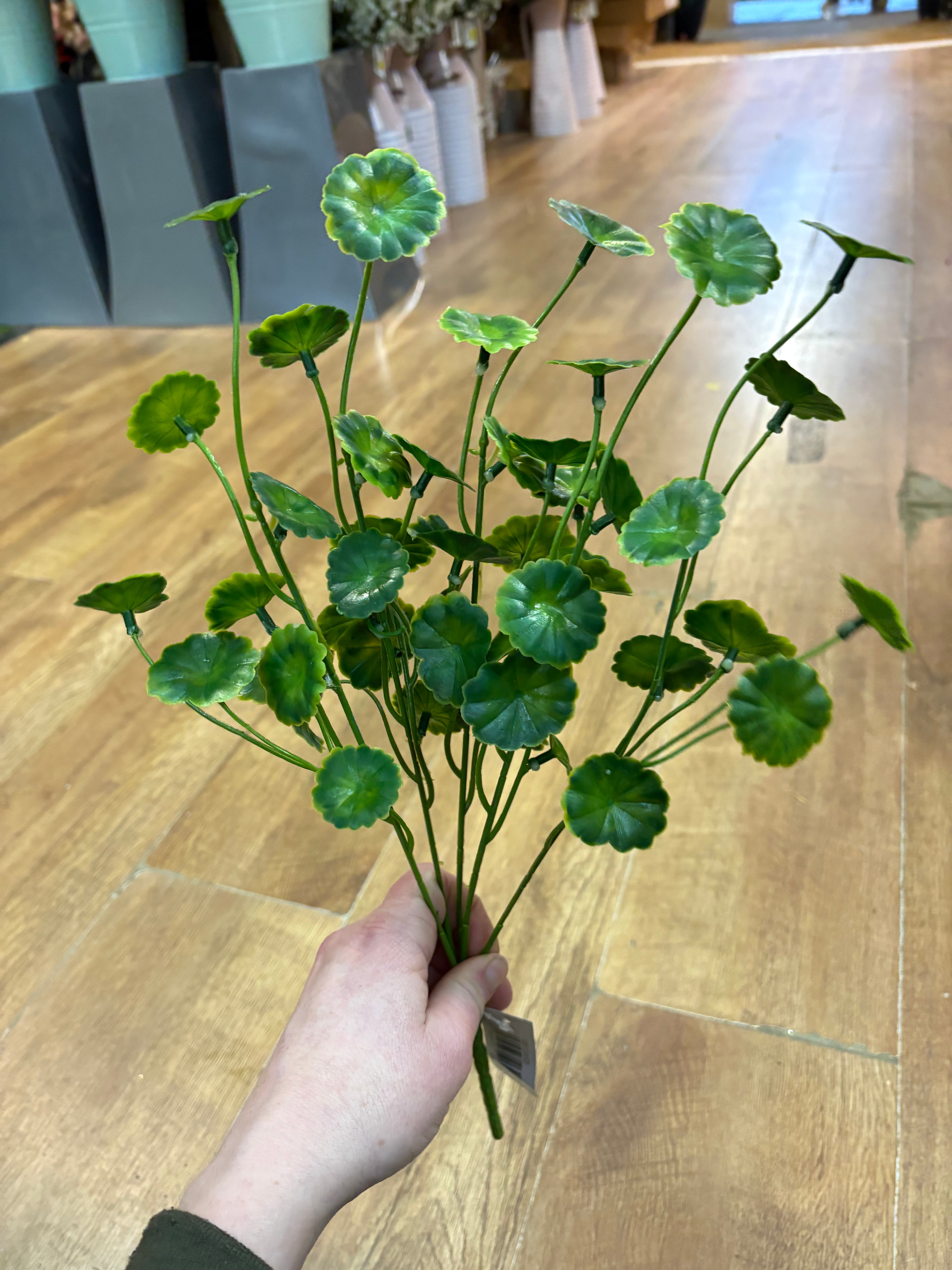 Money leaf bunch
