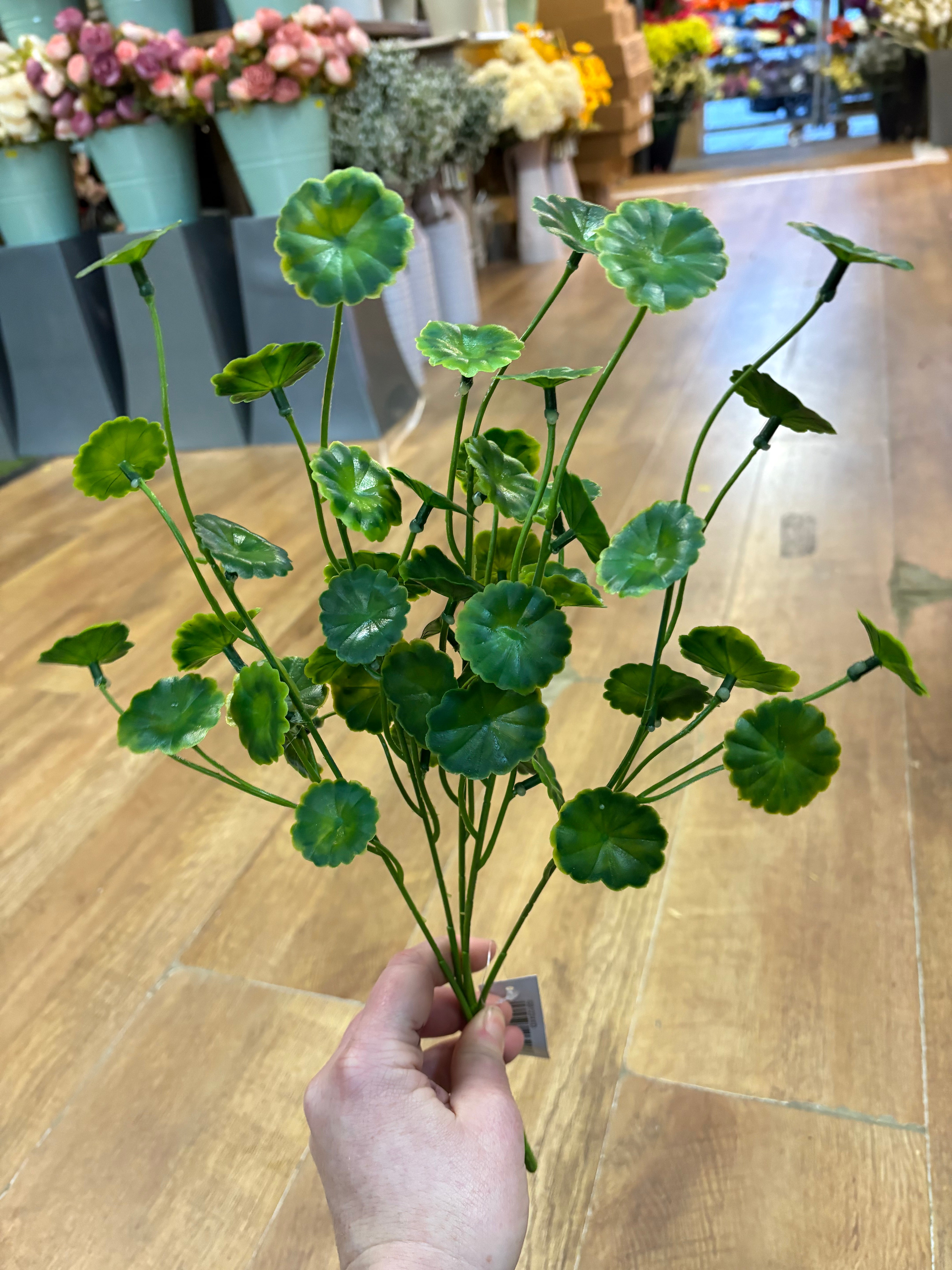 Money leaf bunch