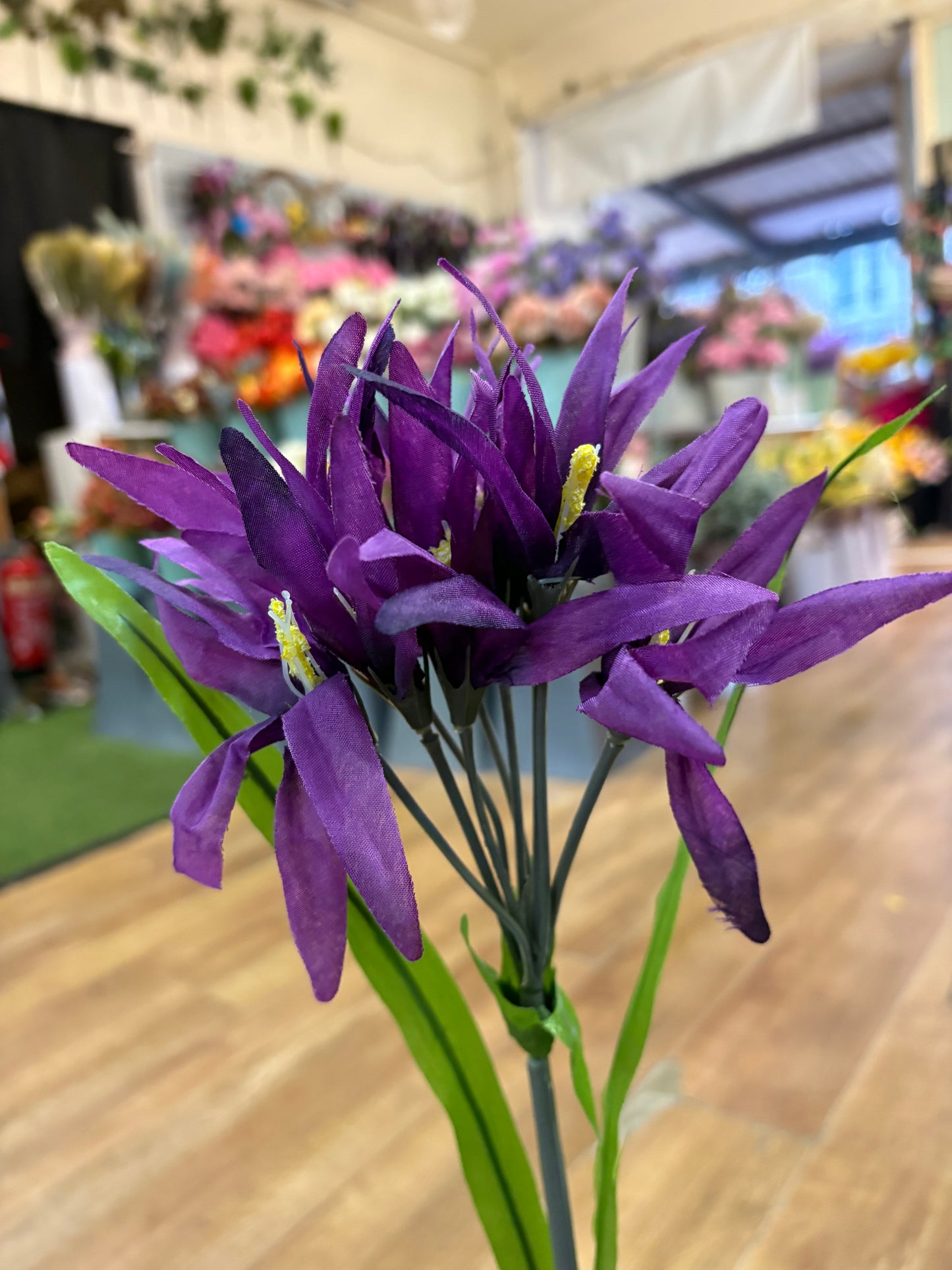 Long stem purple glory stem