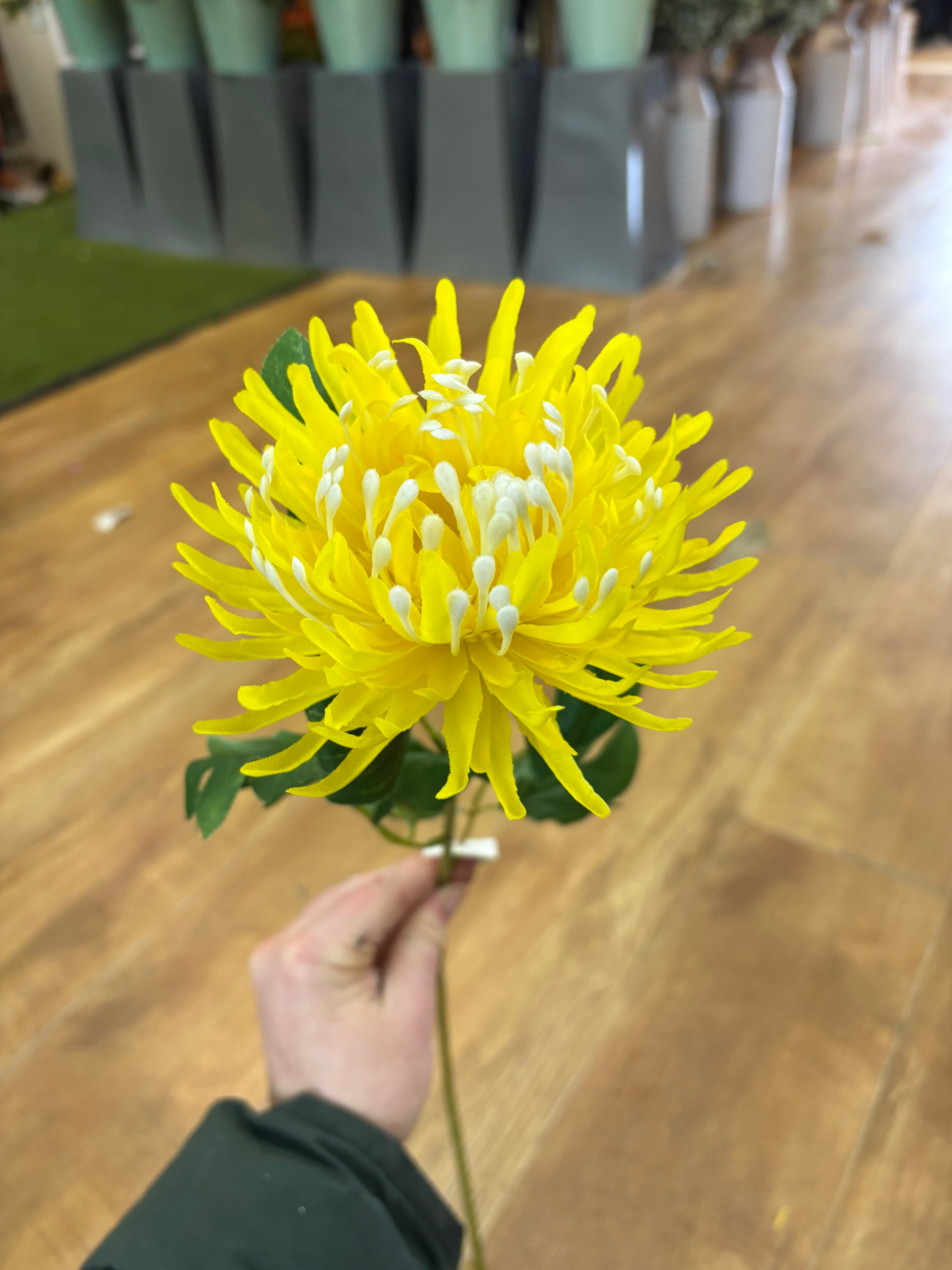 Long stem chrysanthemum - 2 colours available