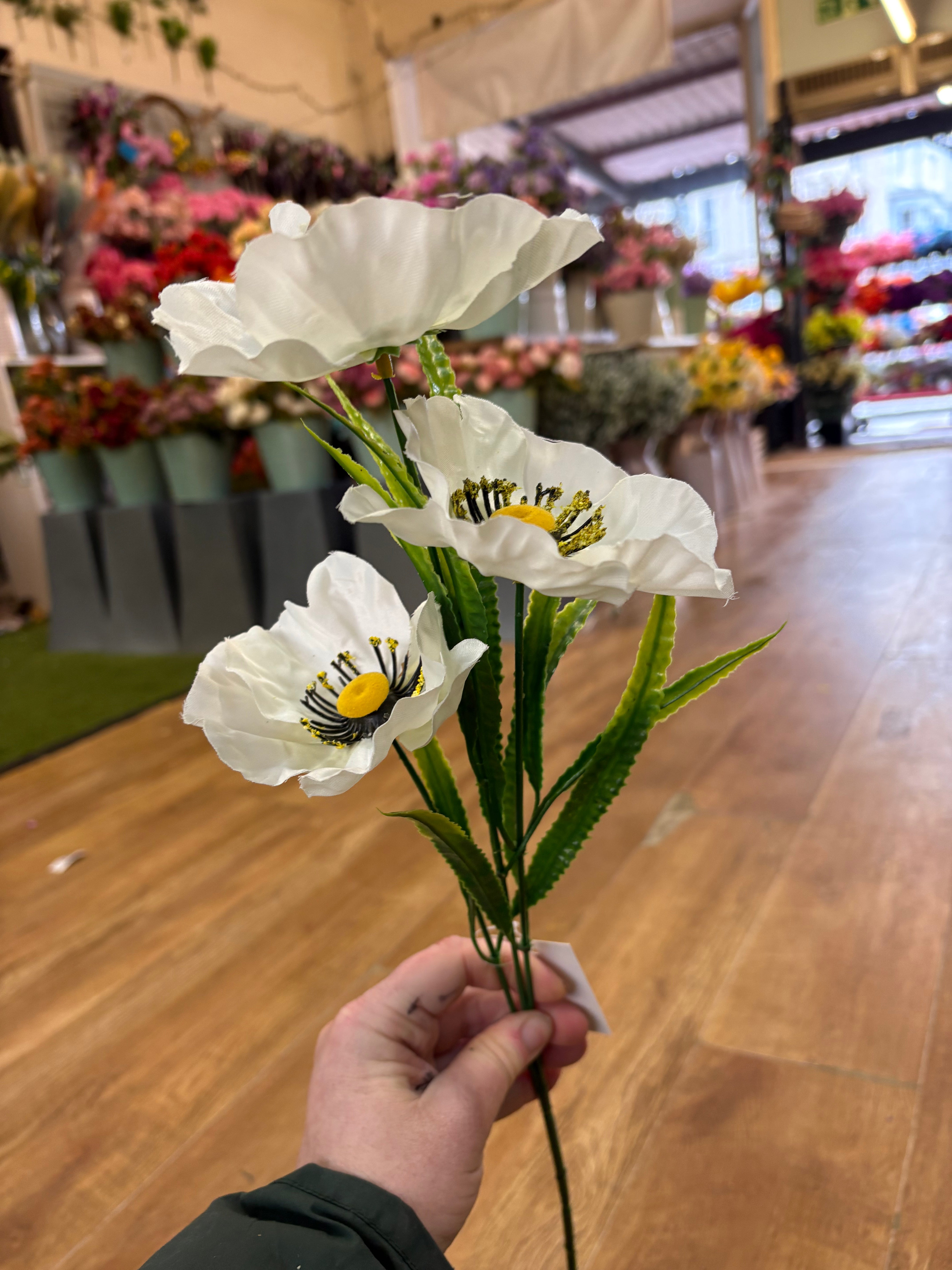 Long stem white poppy