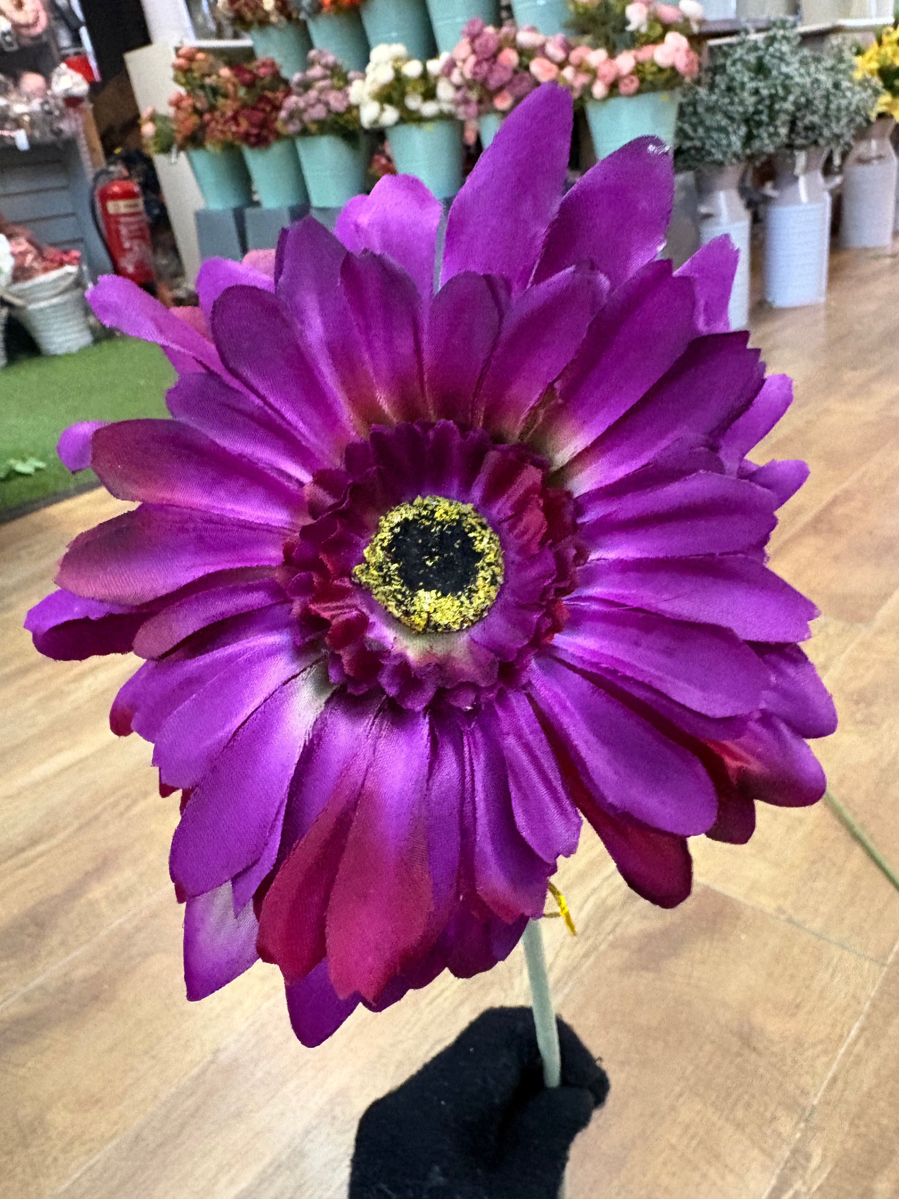 Long stem big head Magenta Jemima gerbera