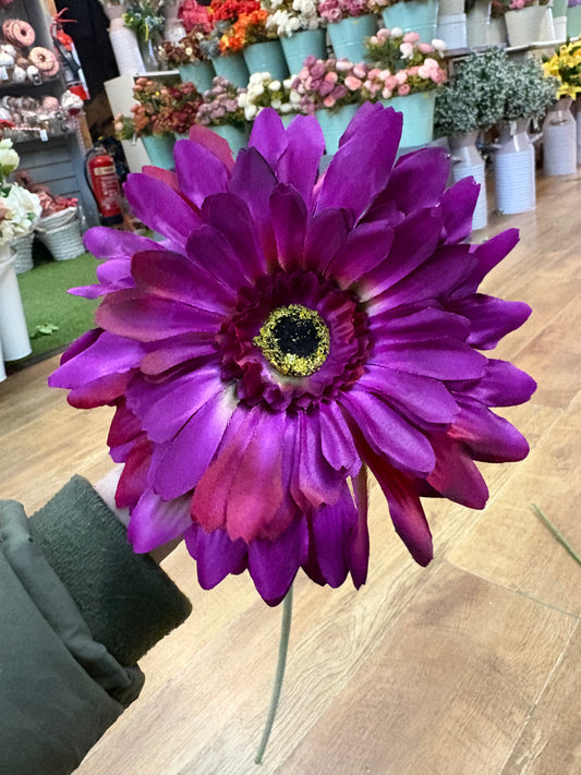 Long stem big head Magenta Jemima gerbera