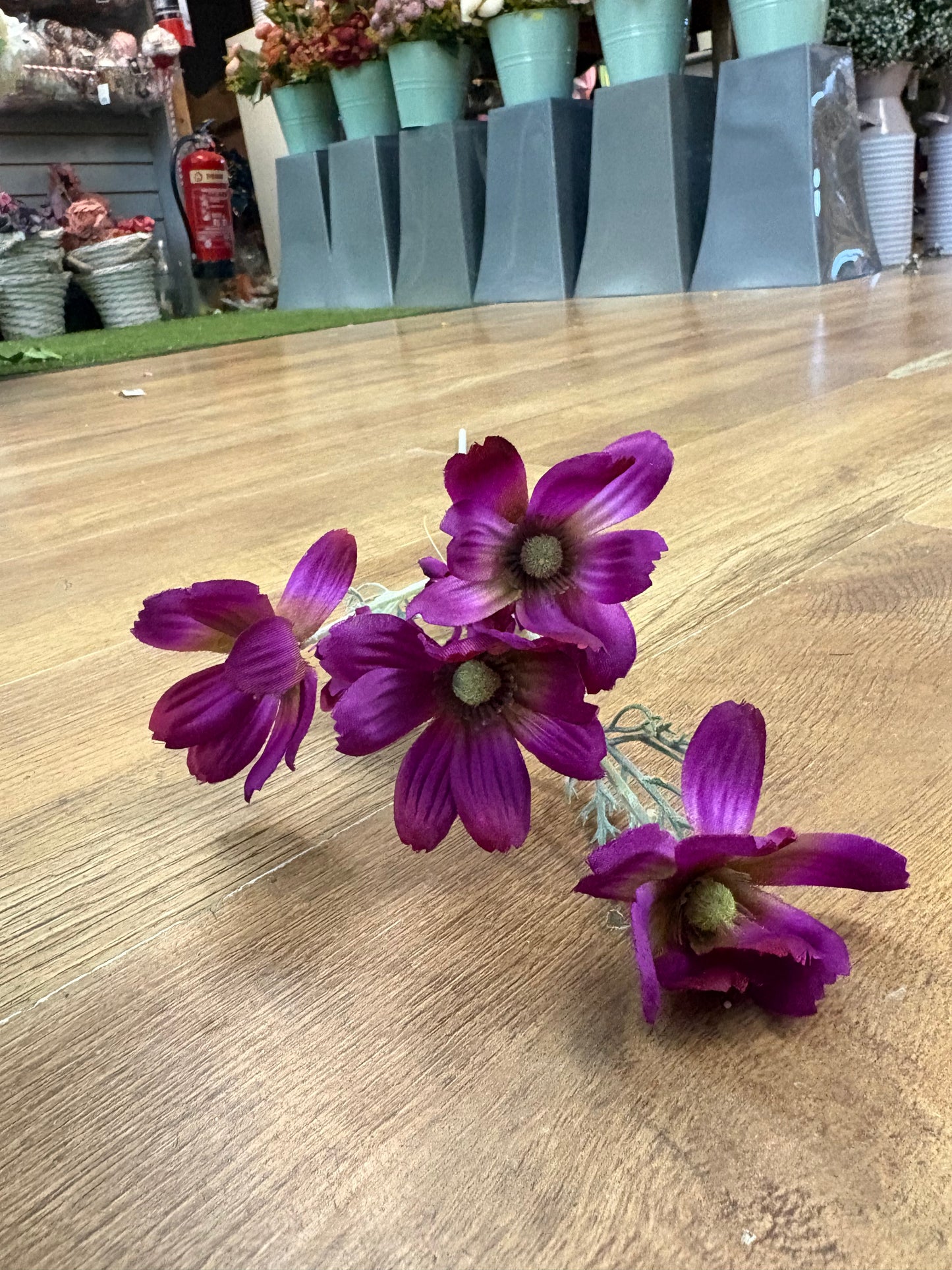 Long stem magenta cosmos spray