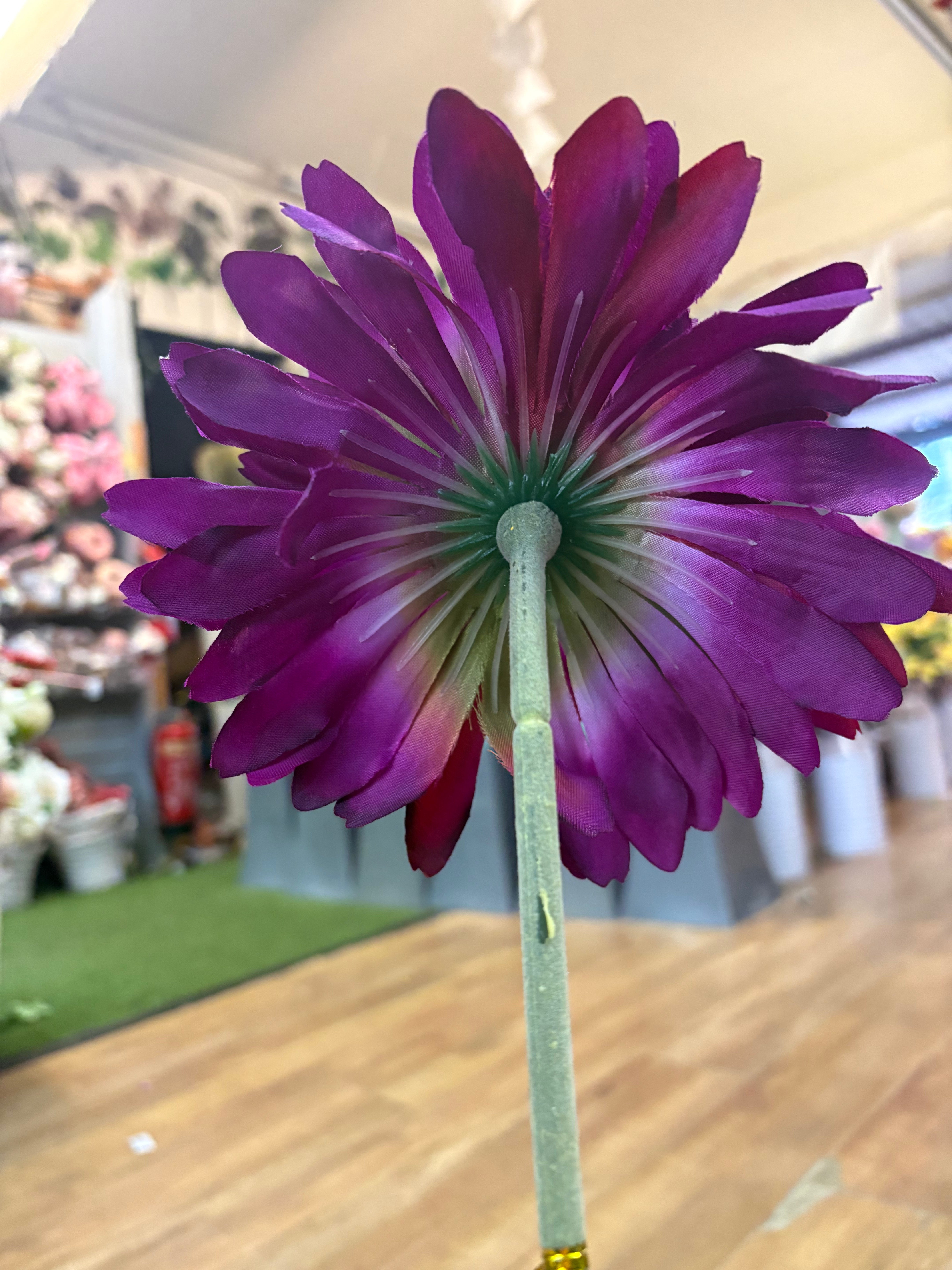 Long stem big head Magenta Jemima gerbera