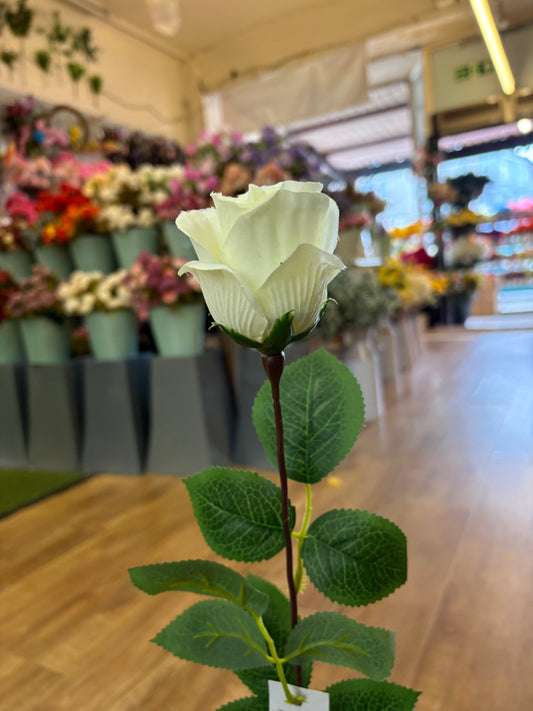 Long stem single cream rose