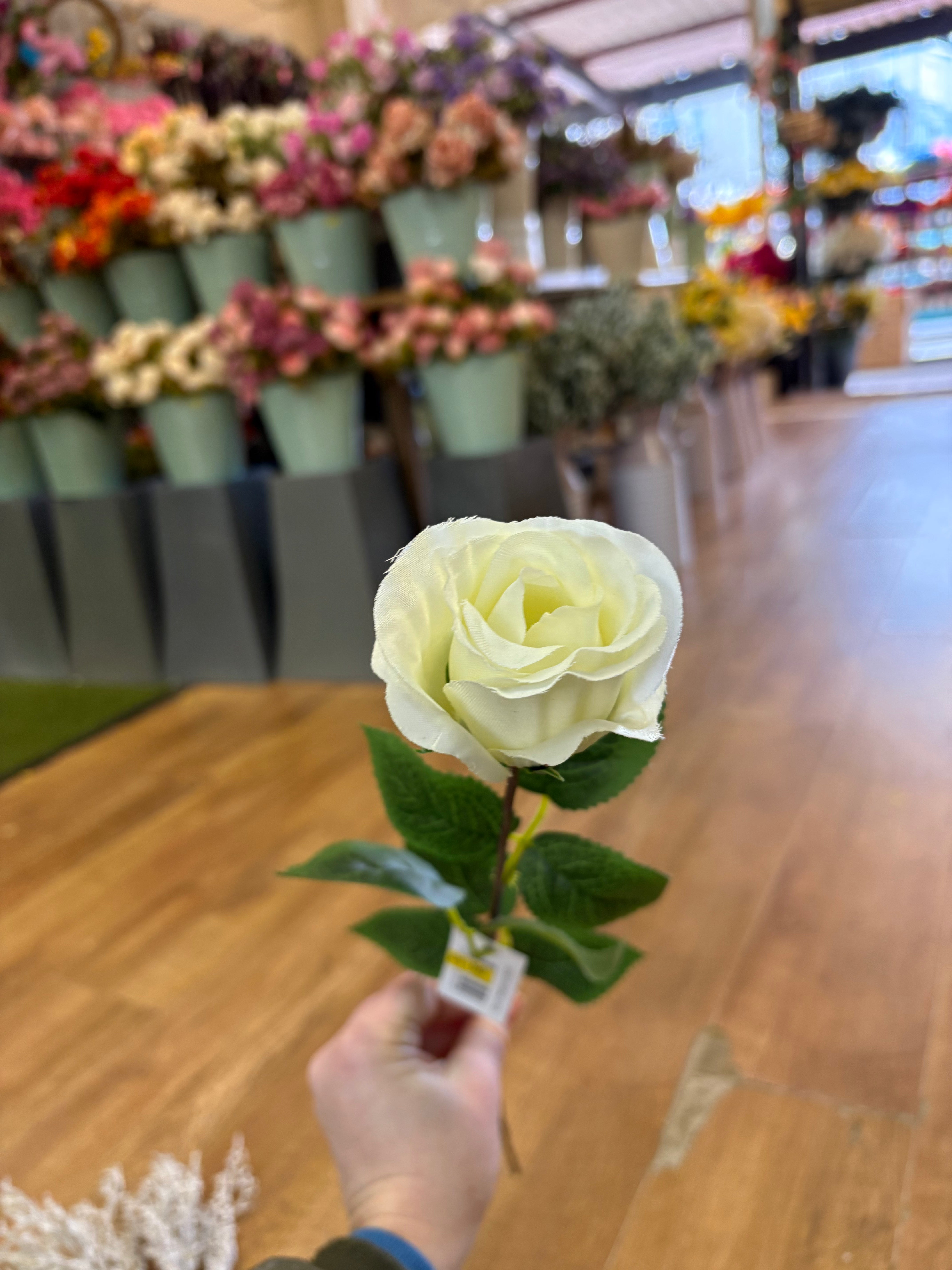 Long stem single cream rose