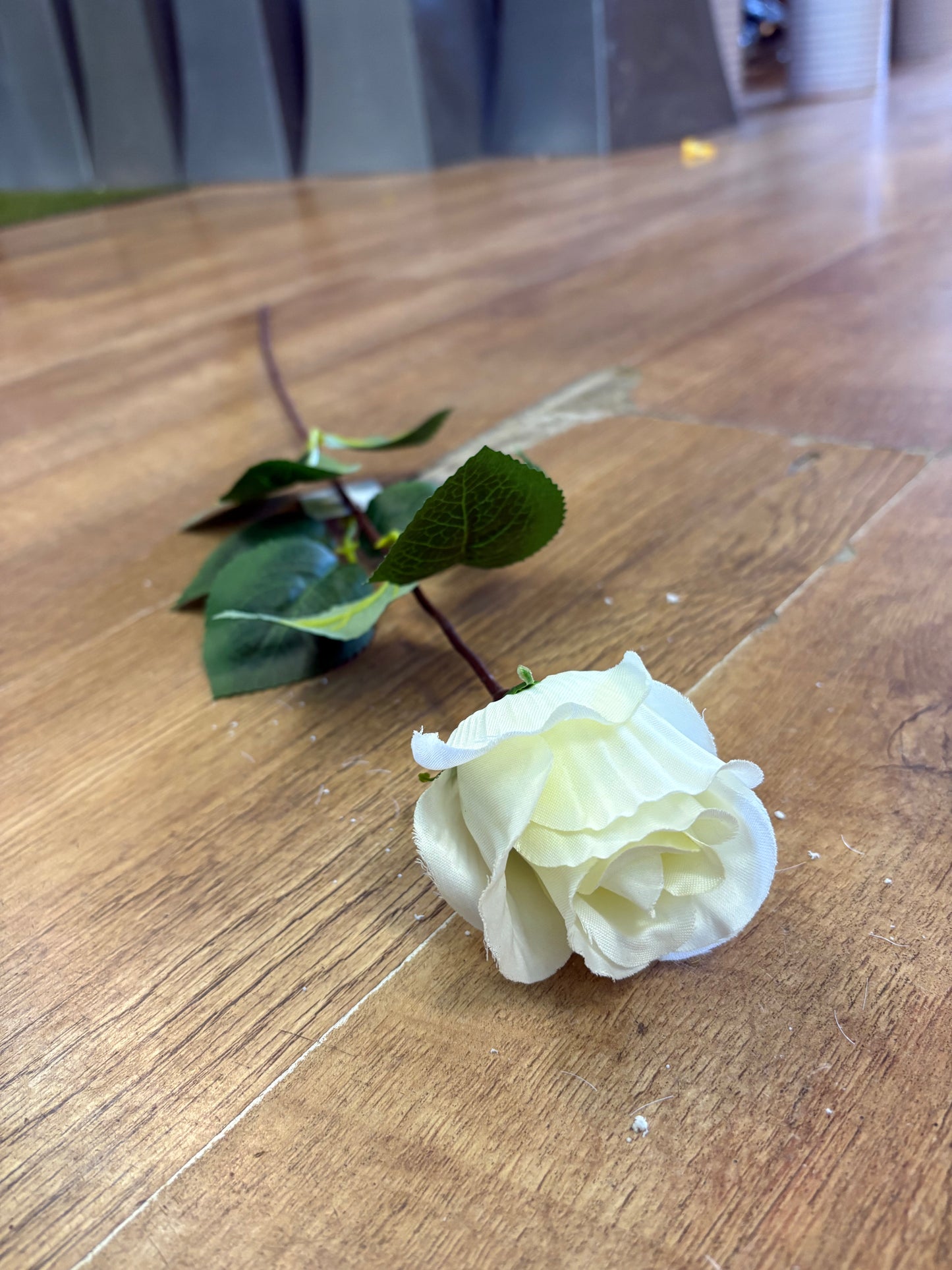 Long stem single cream rose