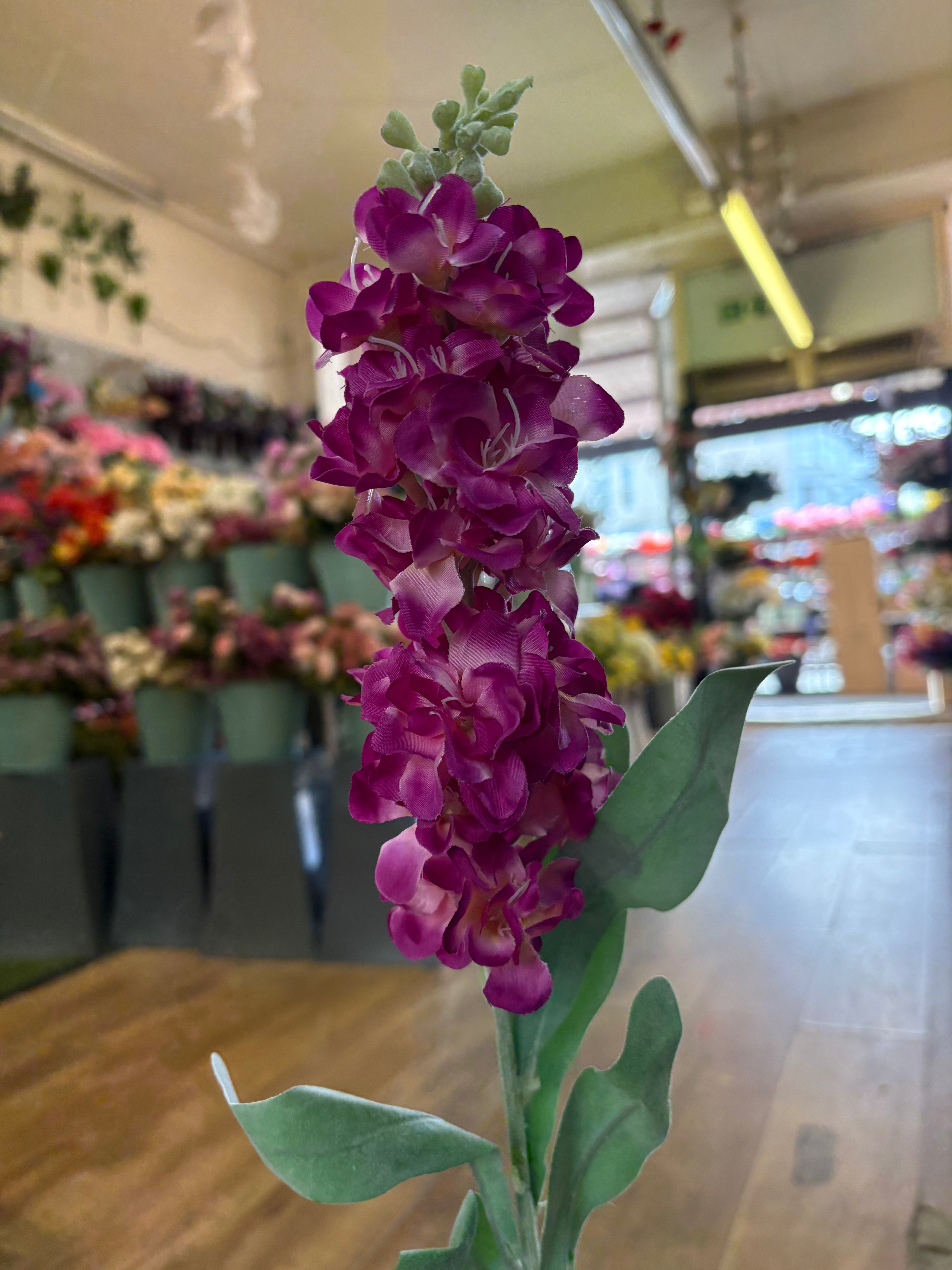 Single stem magenta stock flower