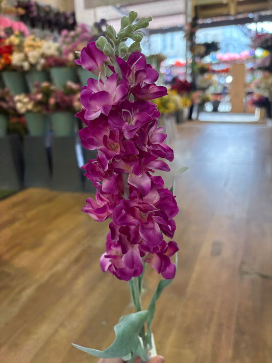 Single stem magenta stock flower