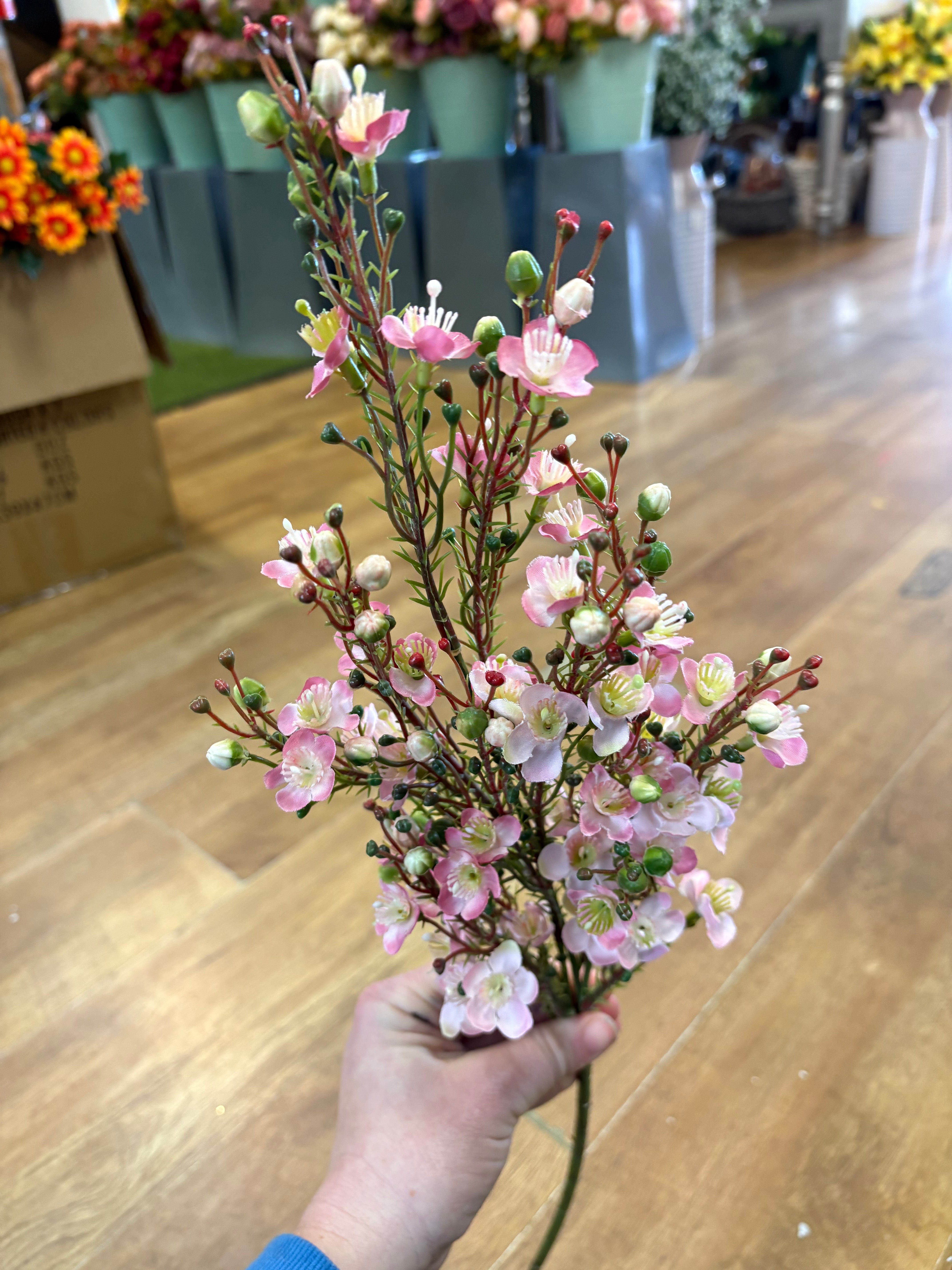 Pink wax flower chamelaucium spray